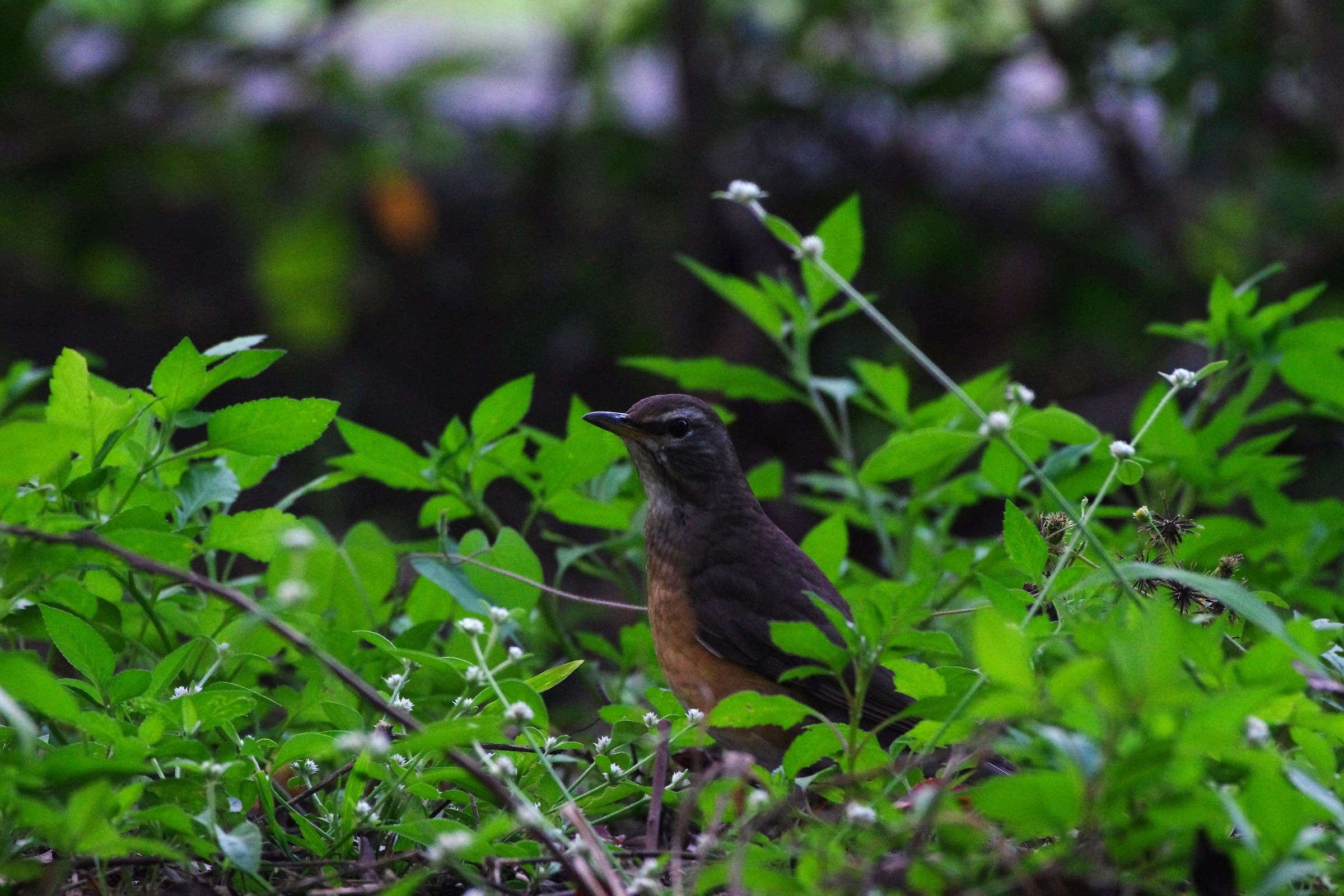 Eyebrowed Thrush
