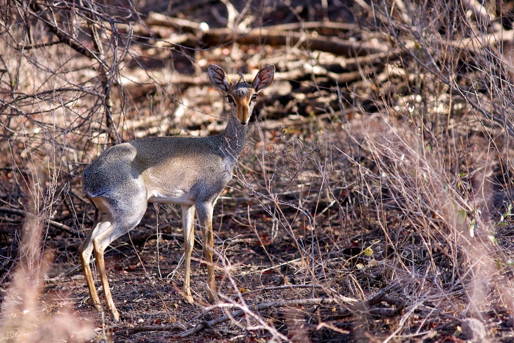 dik