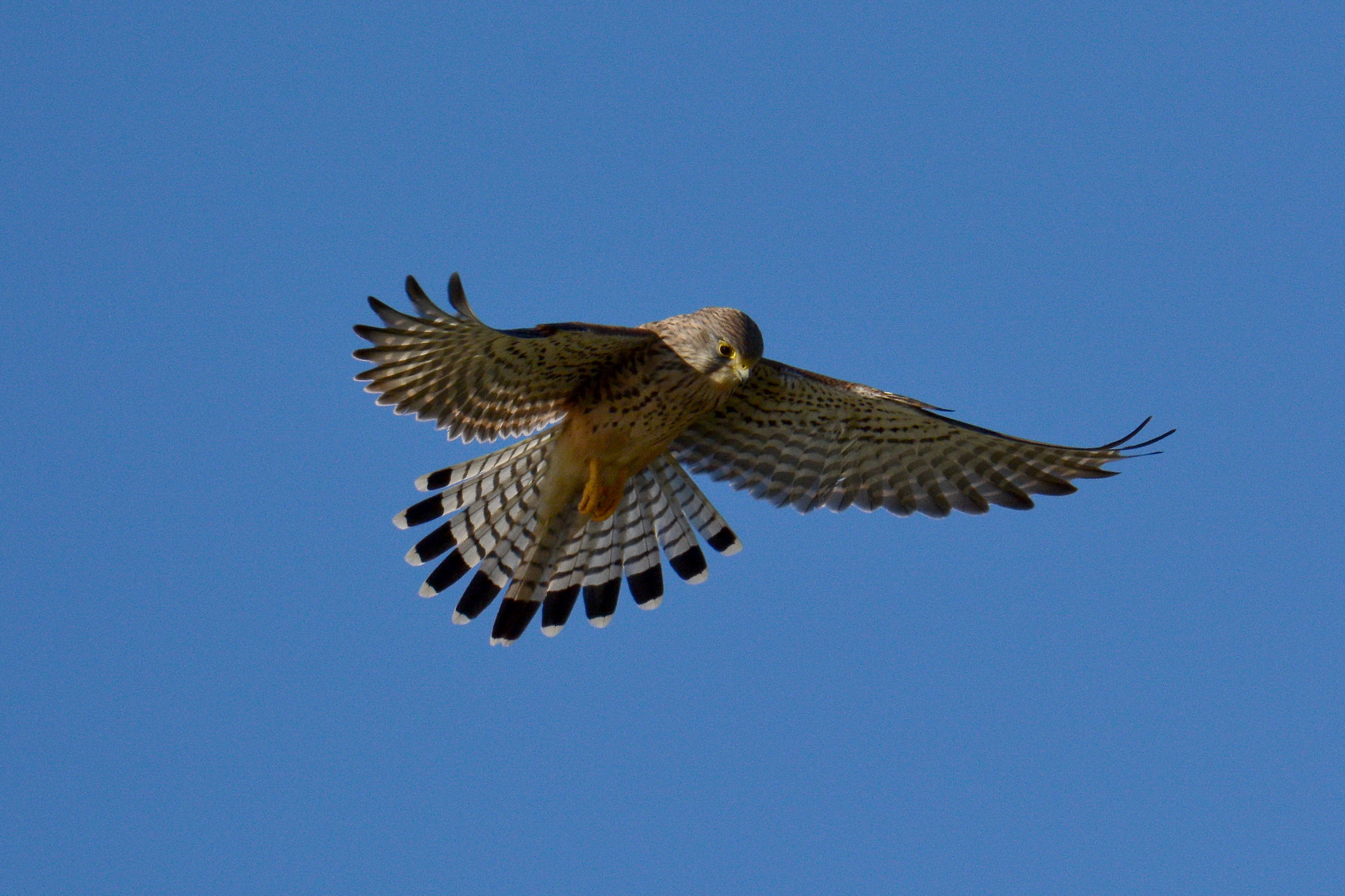 Kestrel
