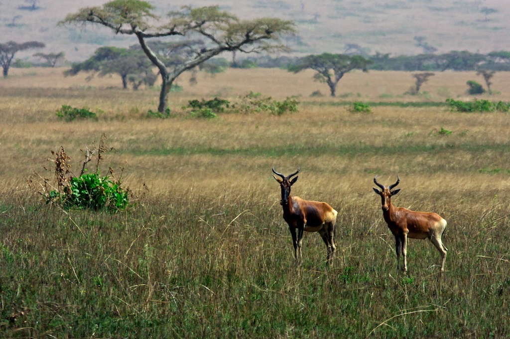 hartebeest