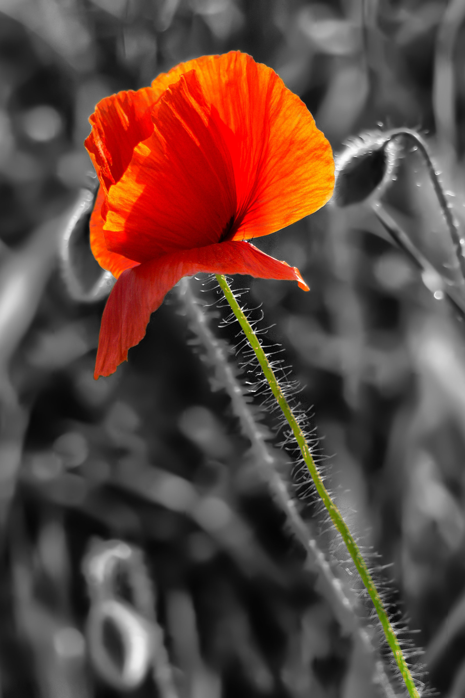 Espressione cromatica