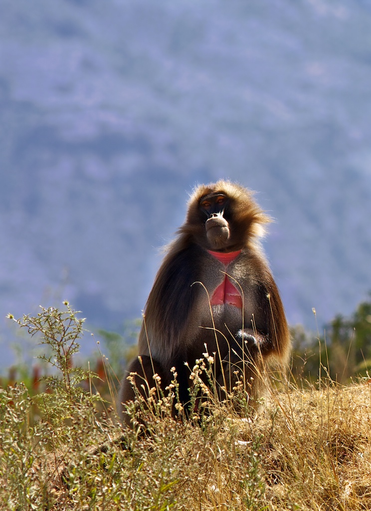 gelada