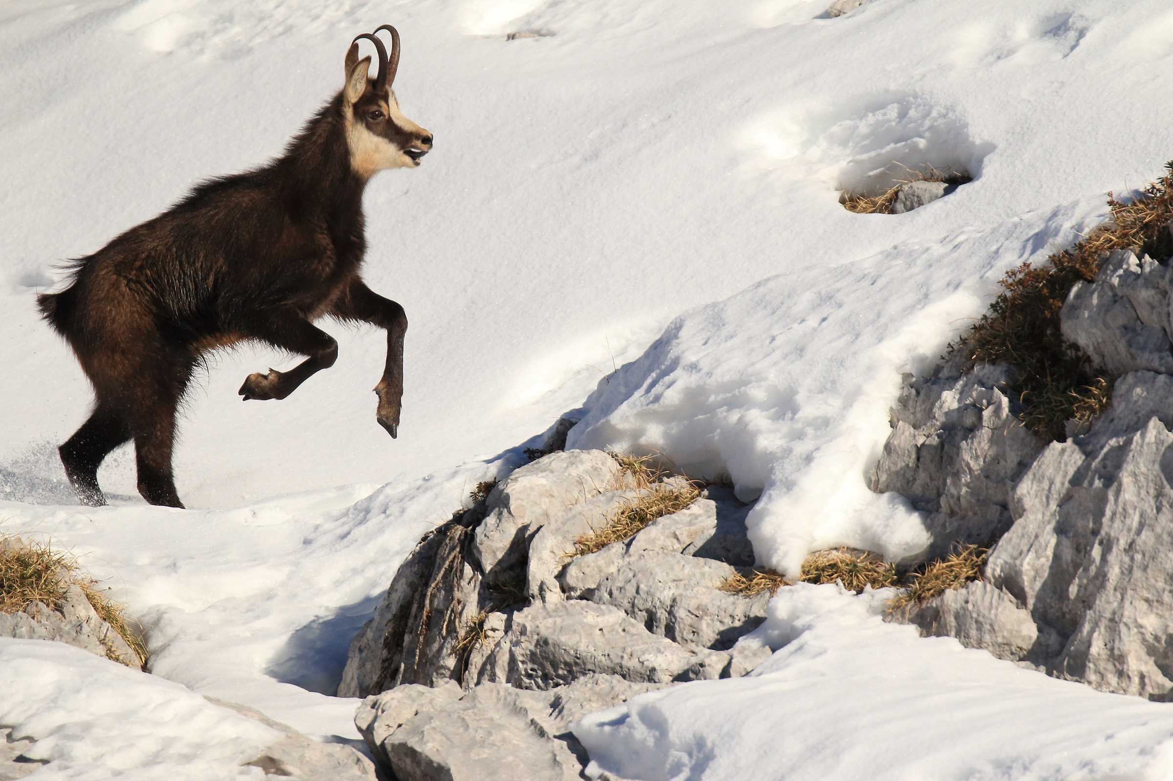 camoscio "imbizzarrito"