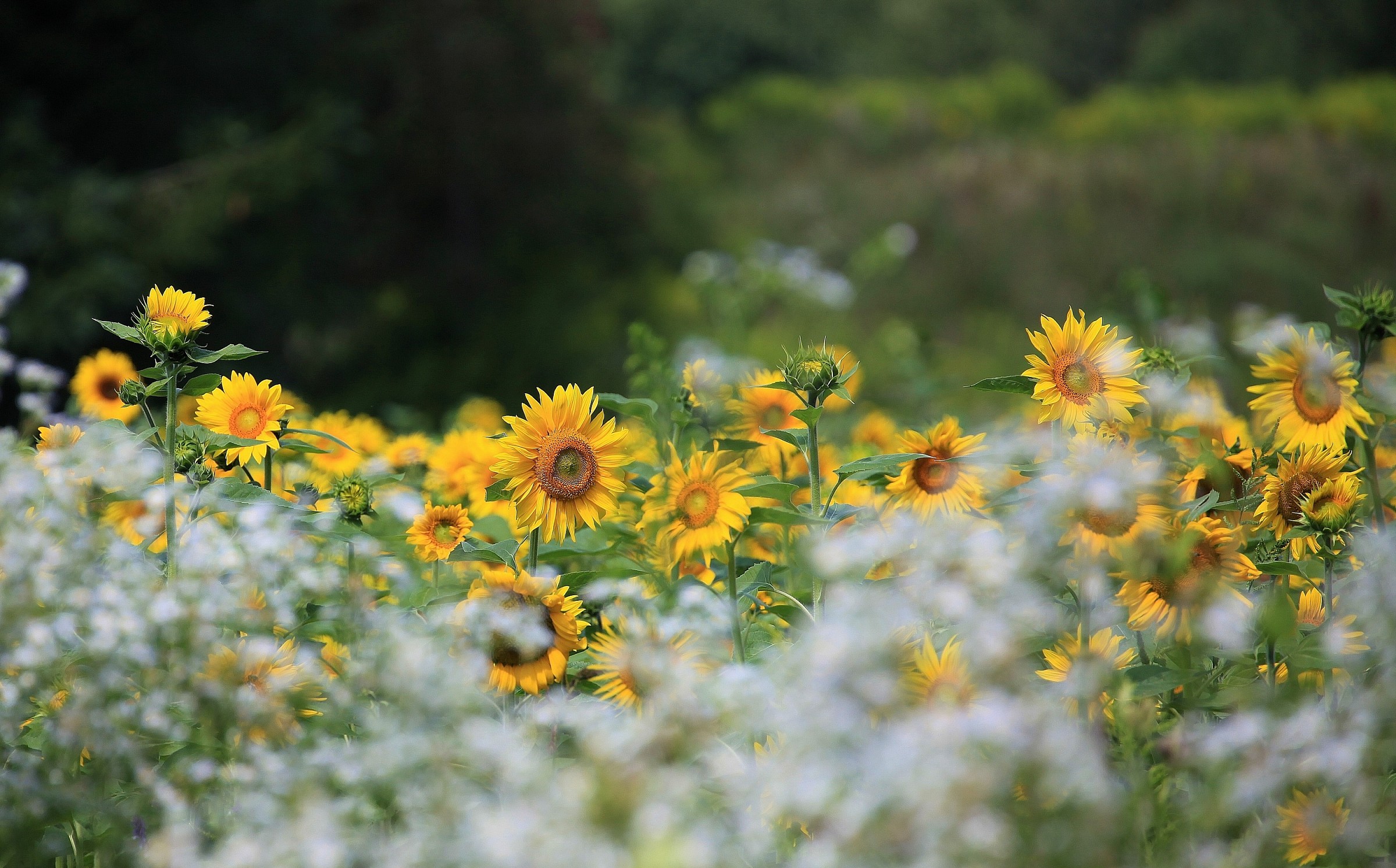 Carinthia. Field of sunflowers.