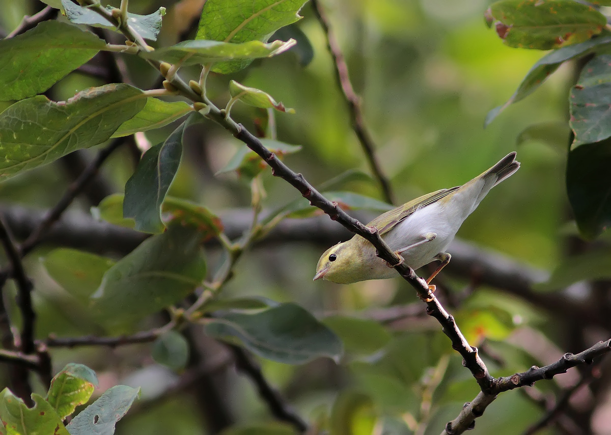 Wood Warbler