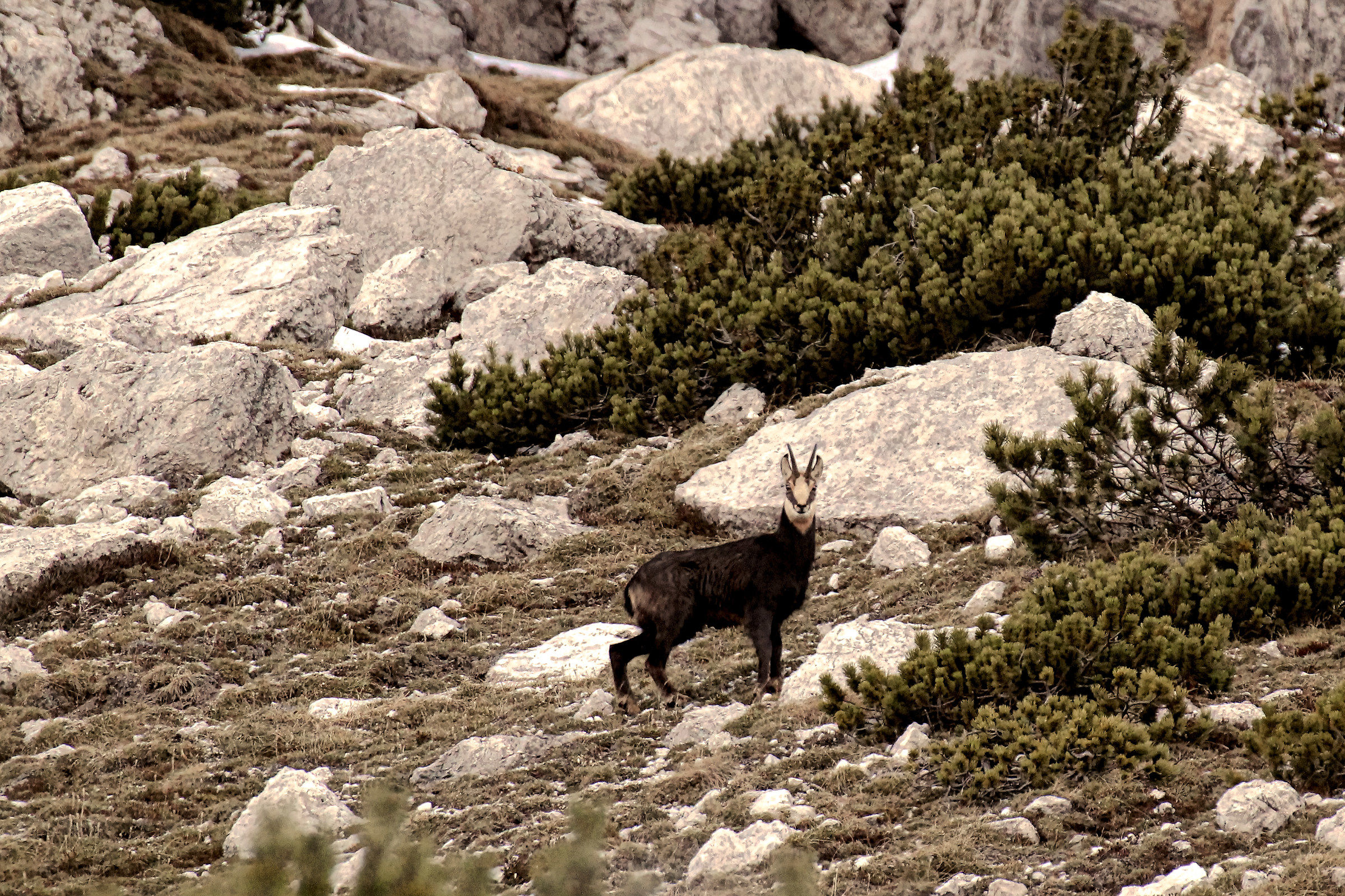 chamois