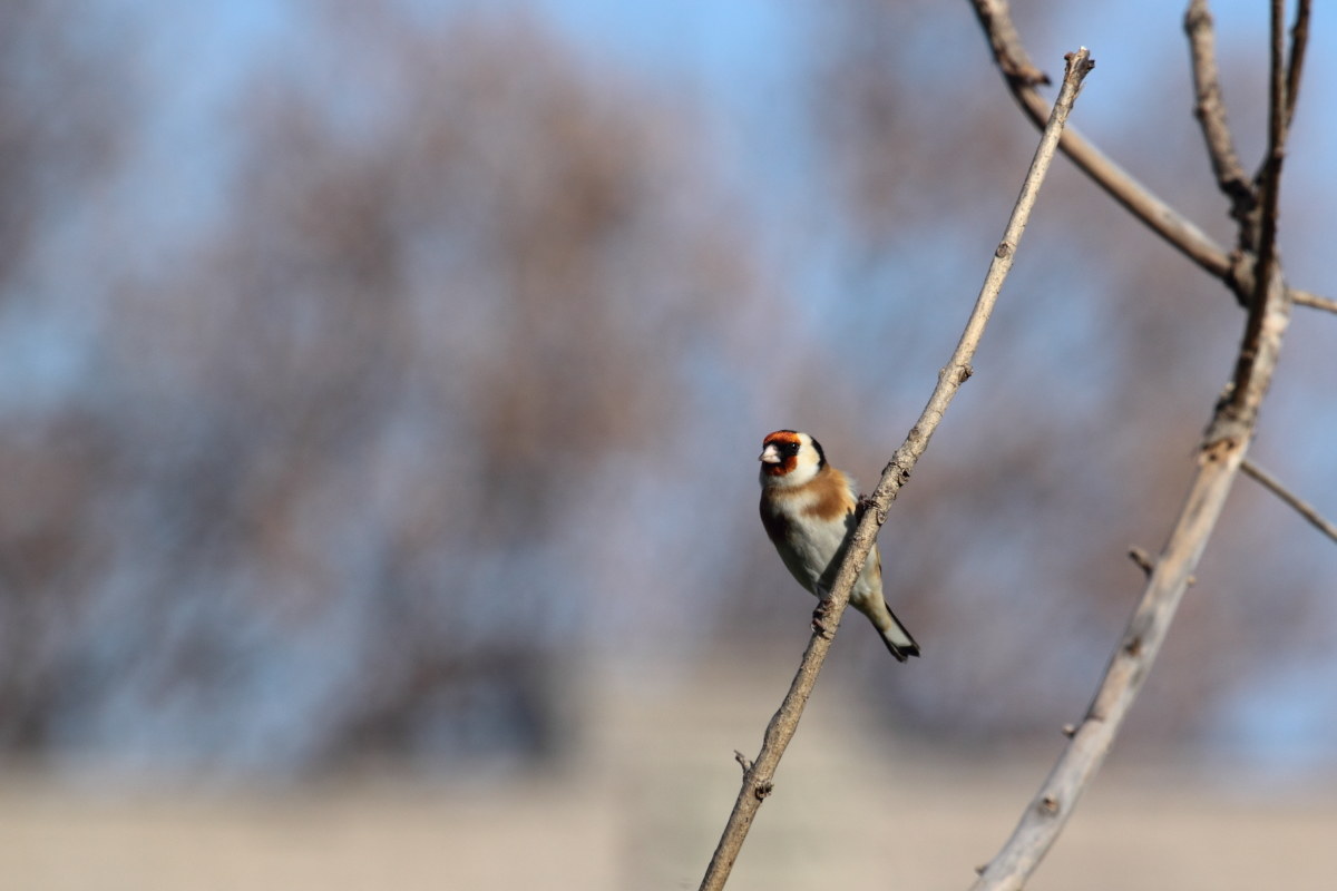 Goldfinch (Carduelis carduelis)