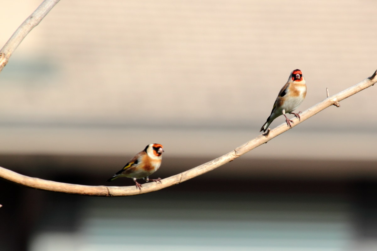 Goldfinches (Carduelis Caduelis)