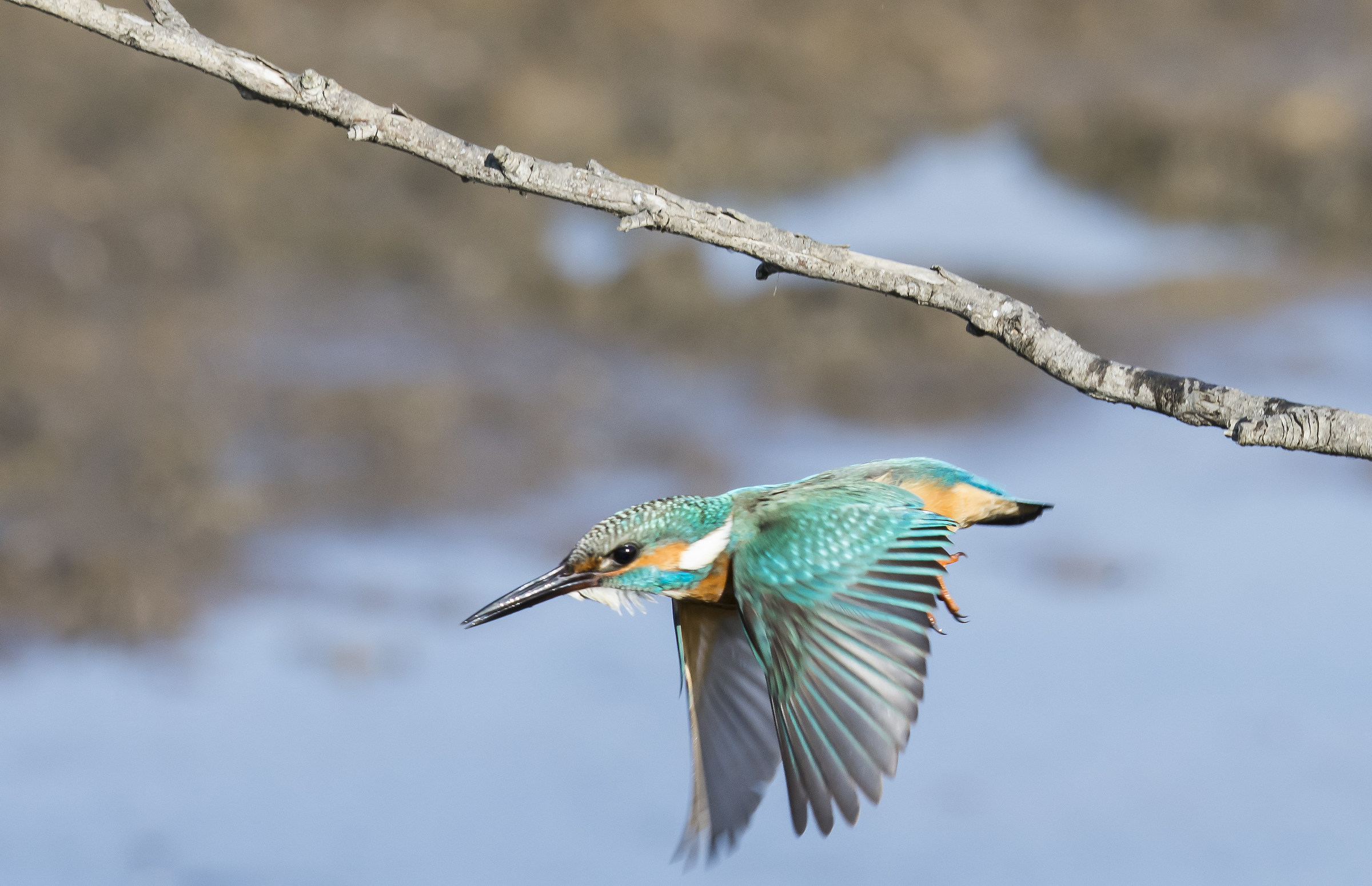 Kingfisher