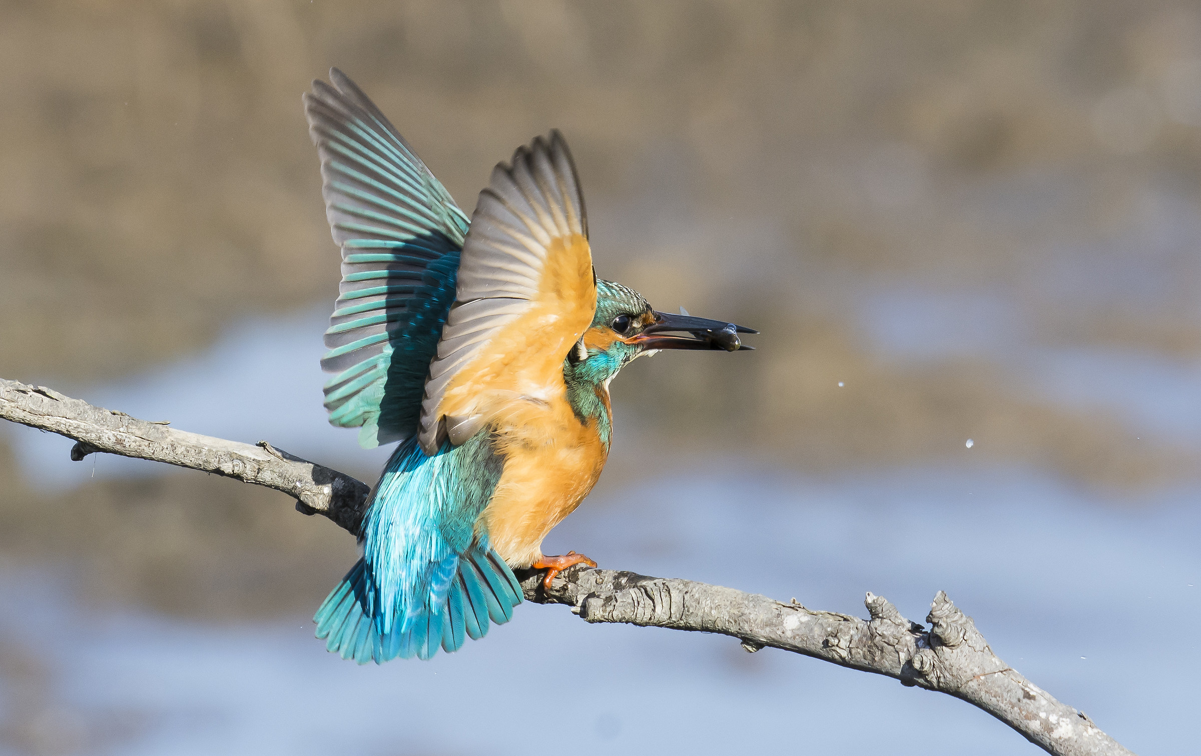 Kingfisher