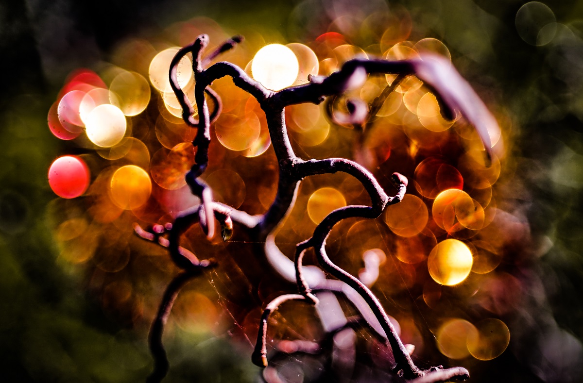 cz tessar 50 2,8 bokeh