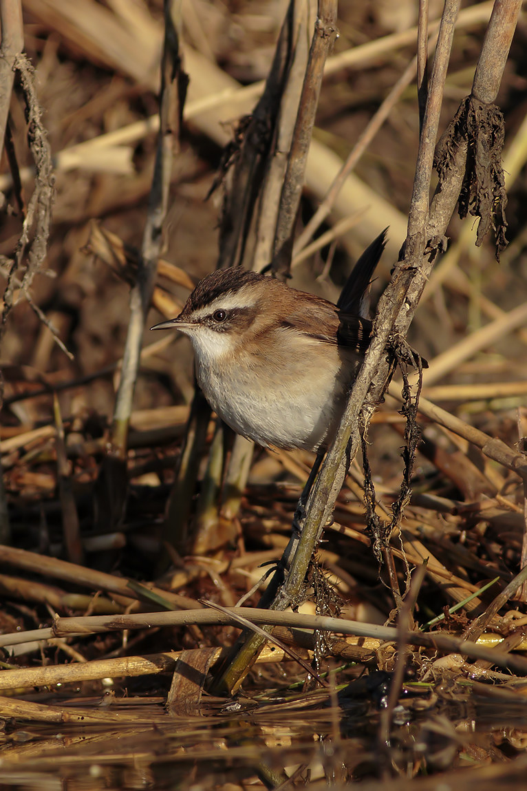 forapaglie Castagnolo
