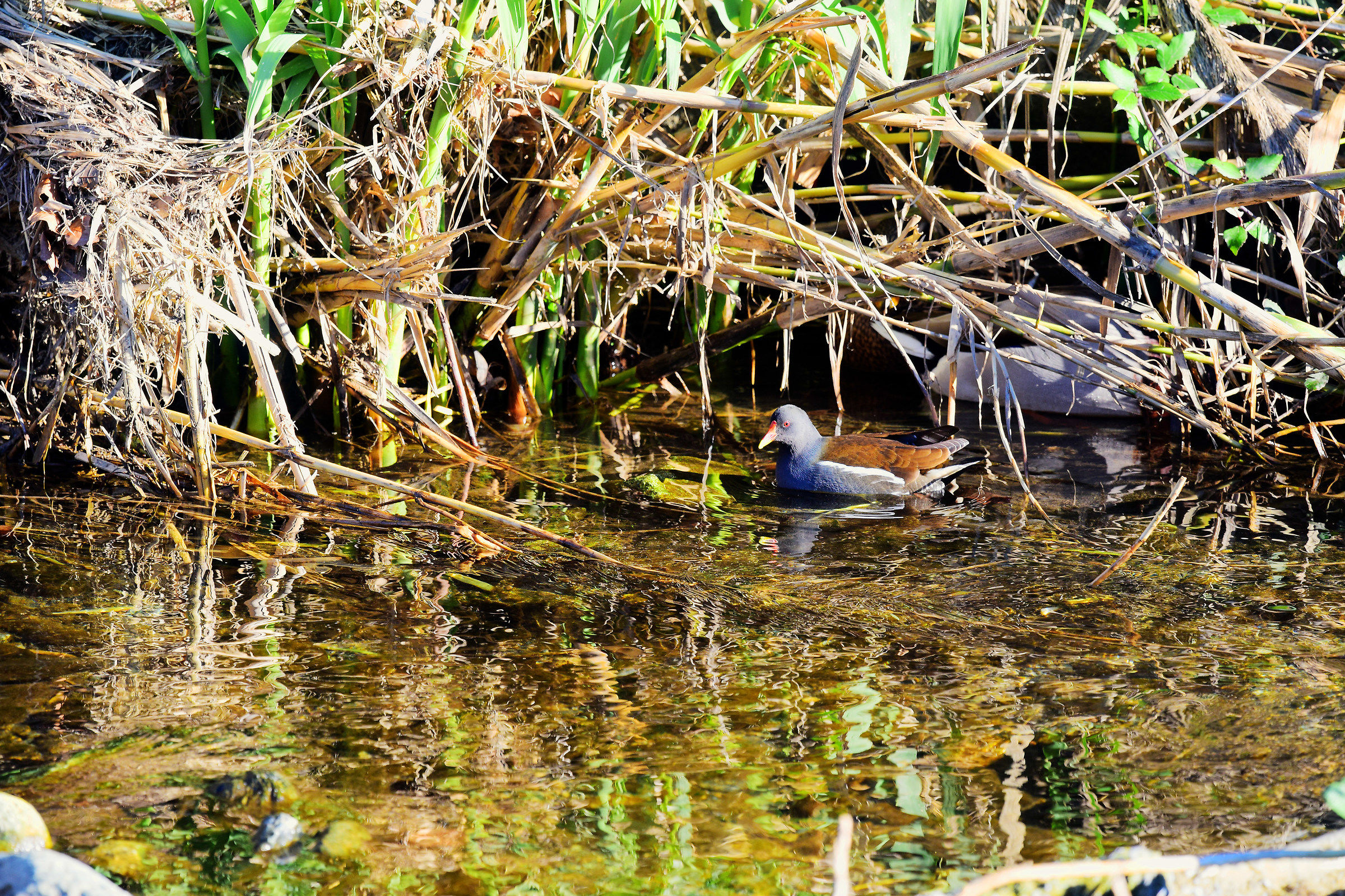 Gallinella d'acqua 1