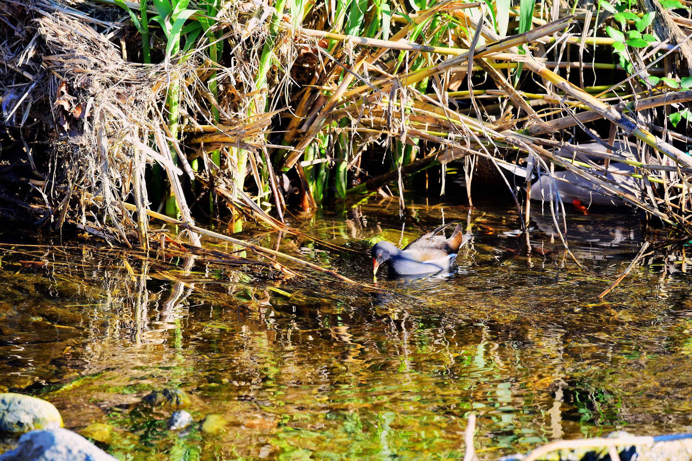 Gallinella d'acqua 2