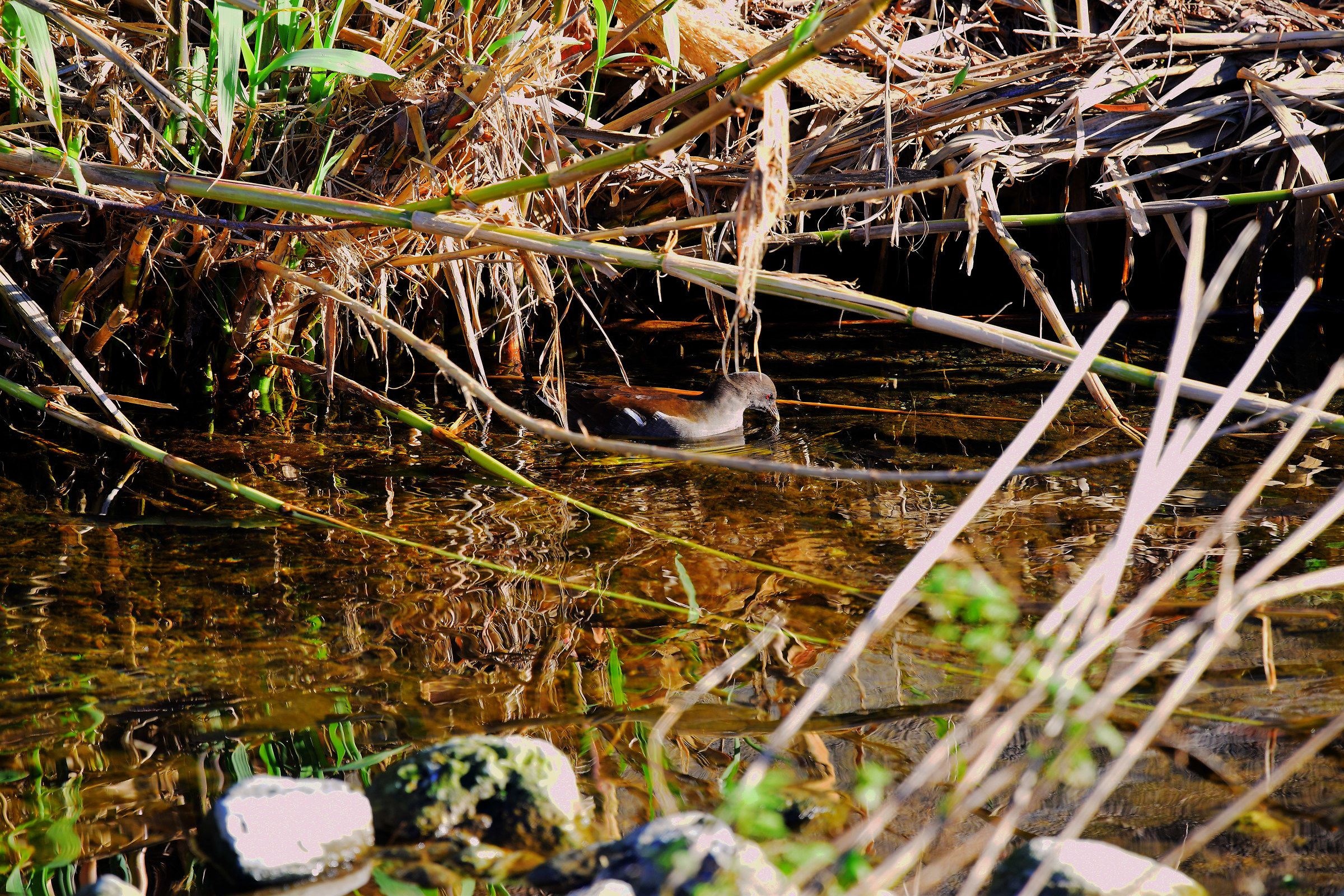gallinella d'acqua 3