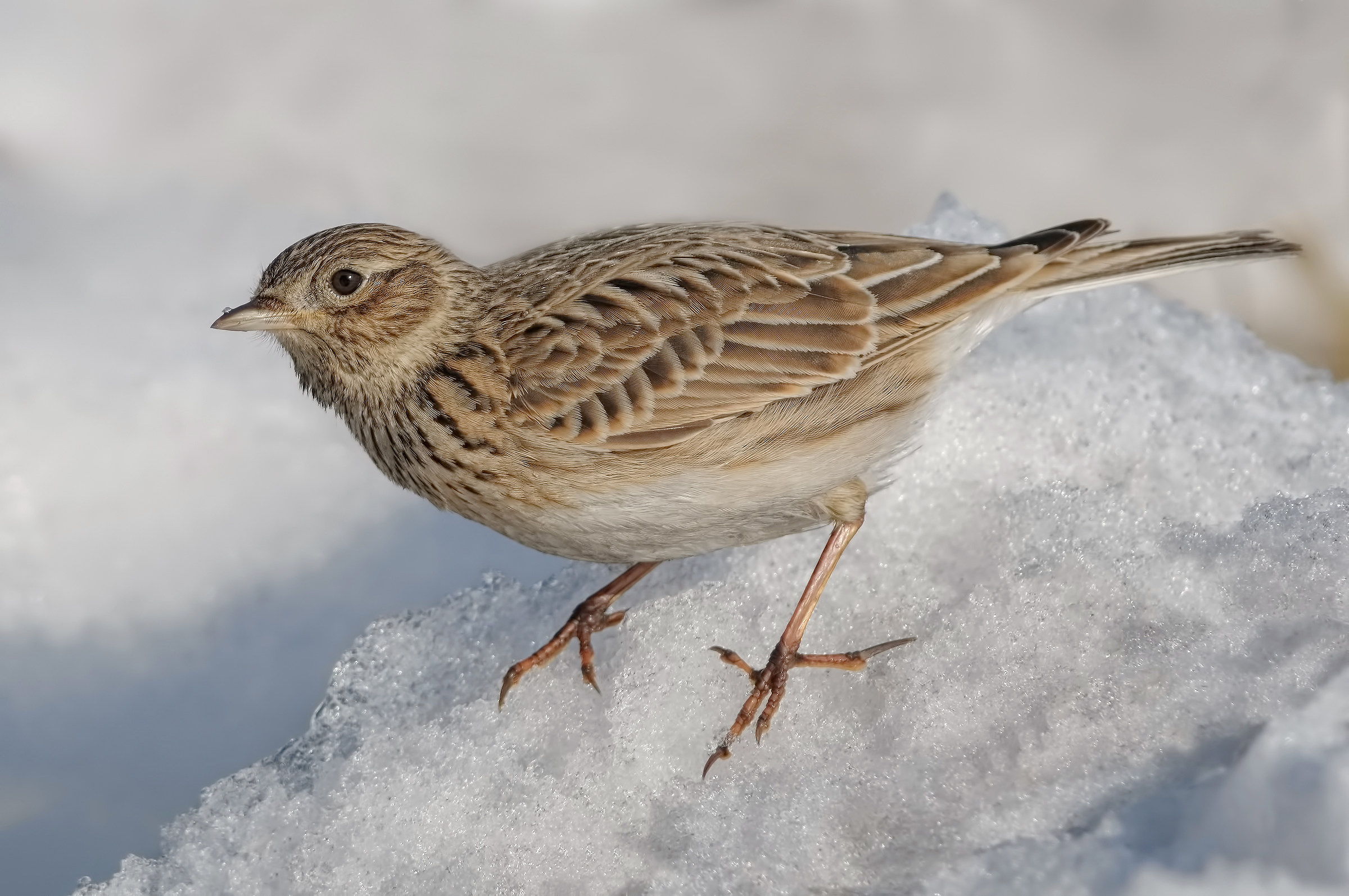 Allodola (Alauda arvensis)