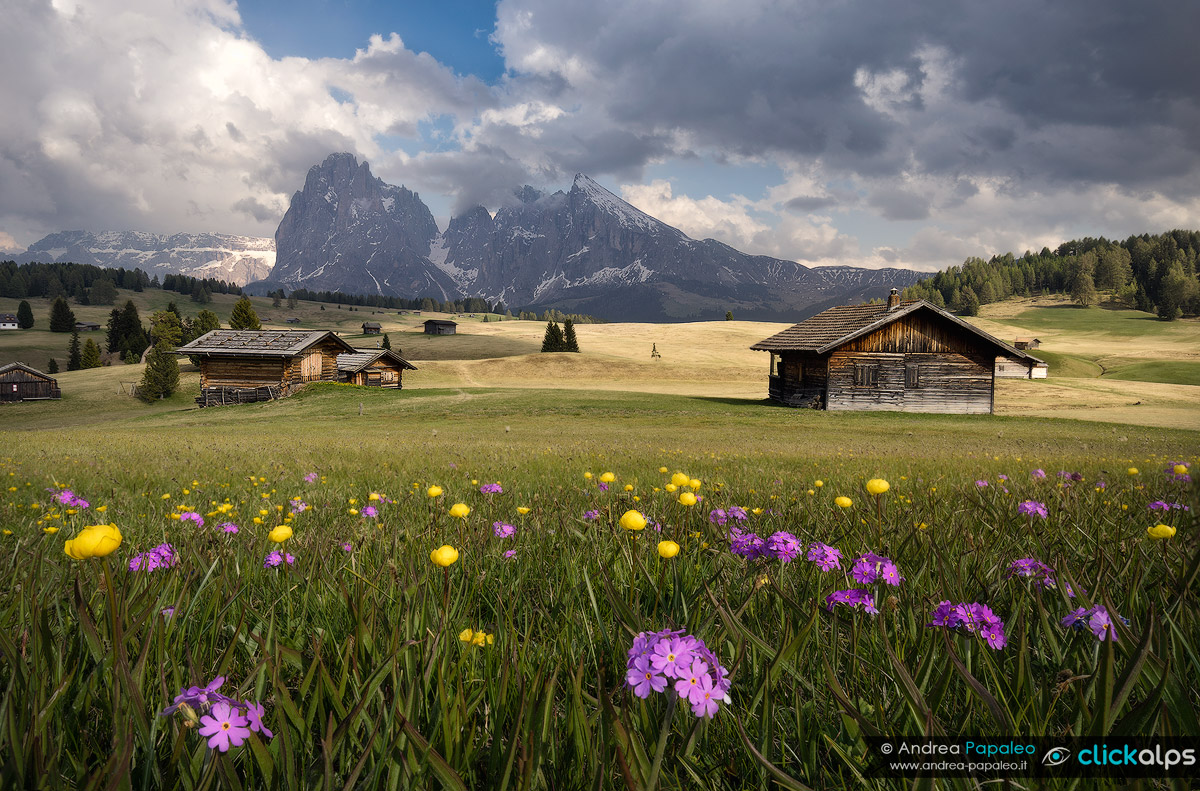 Alpe di Siusi