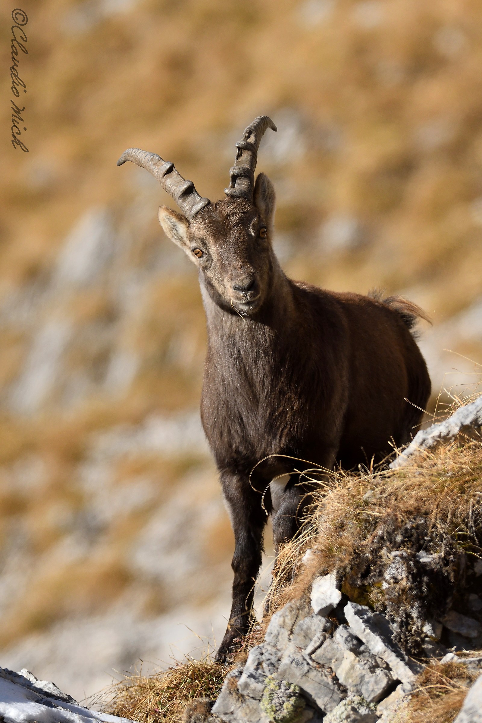 Meeting with a young ibex