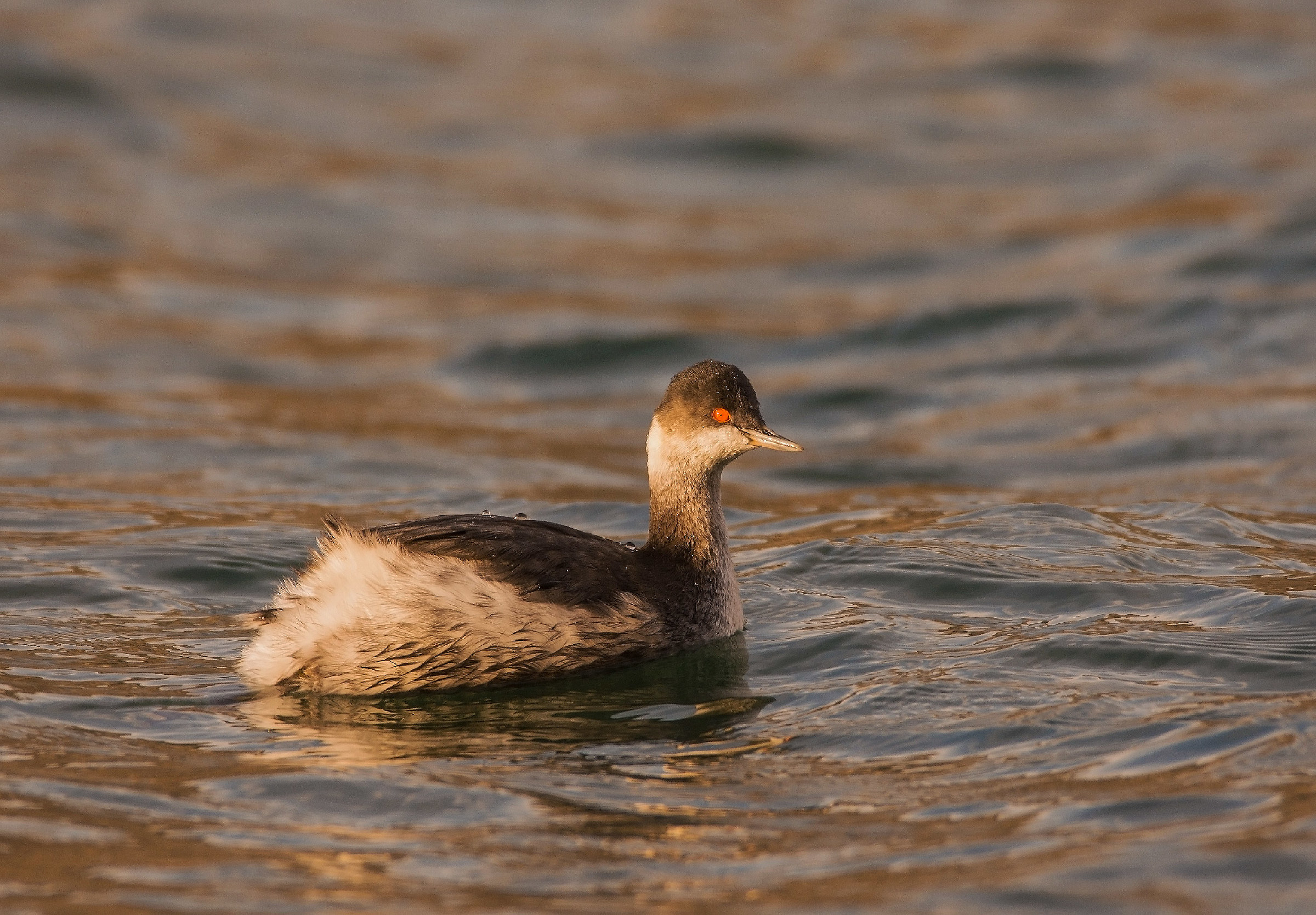 Svasso piccolo in abito invernale