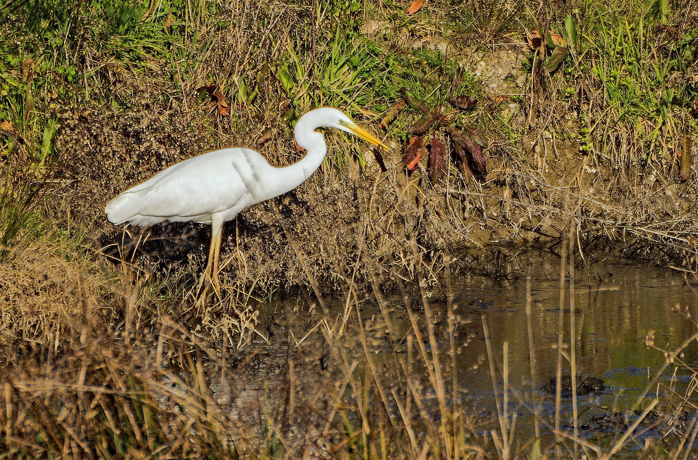 Airone killer del gambero killer