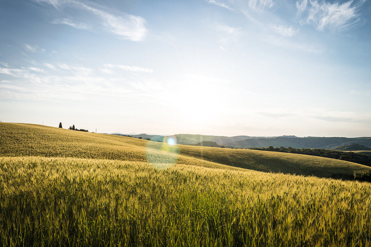 The hills of the Val d'Orcia