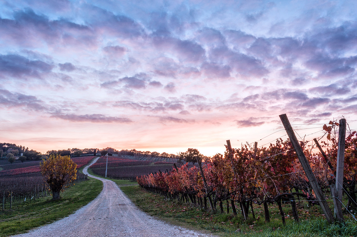 The autumn colors of Montefalco