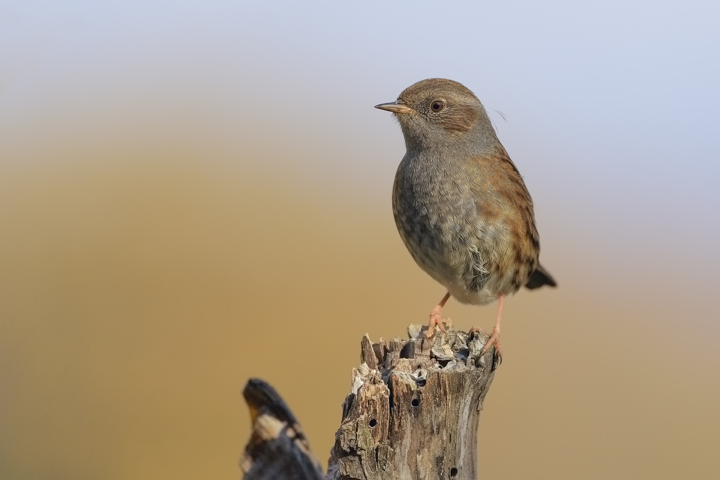 pussy close scopaiola