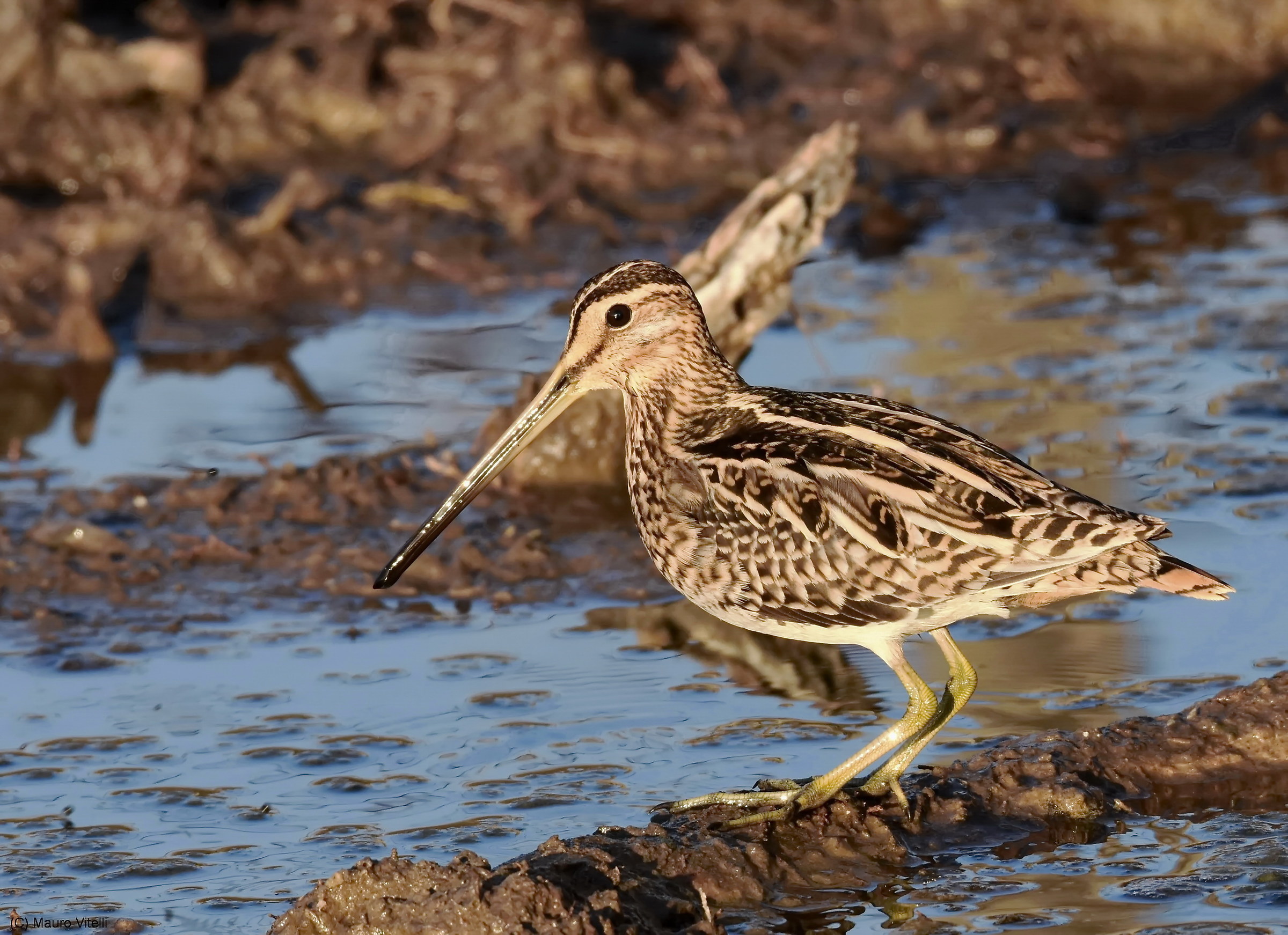 Snipe at sunset