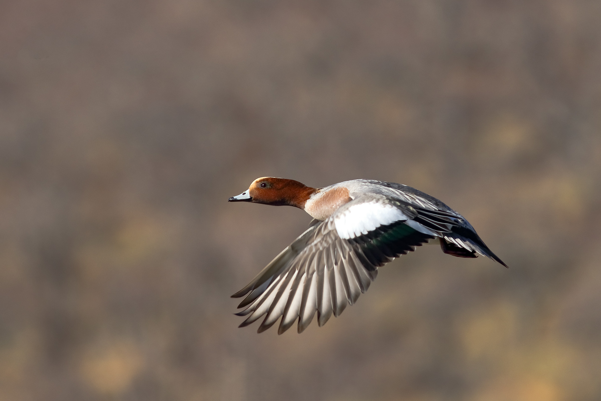 Wigeon in flight