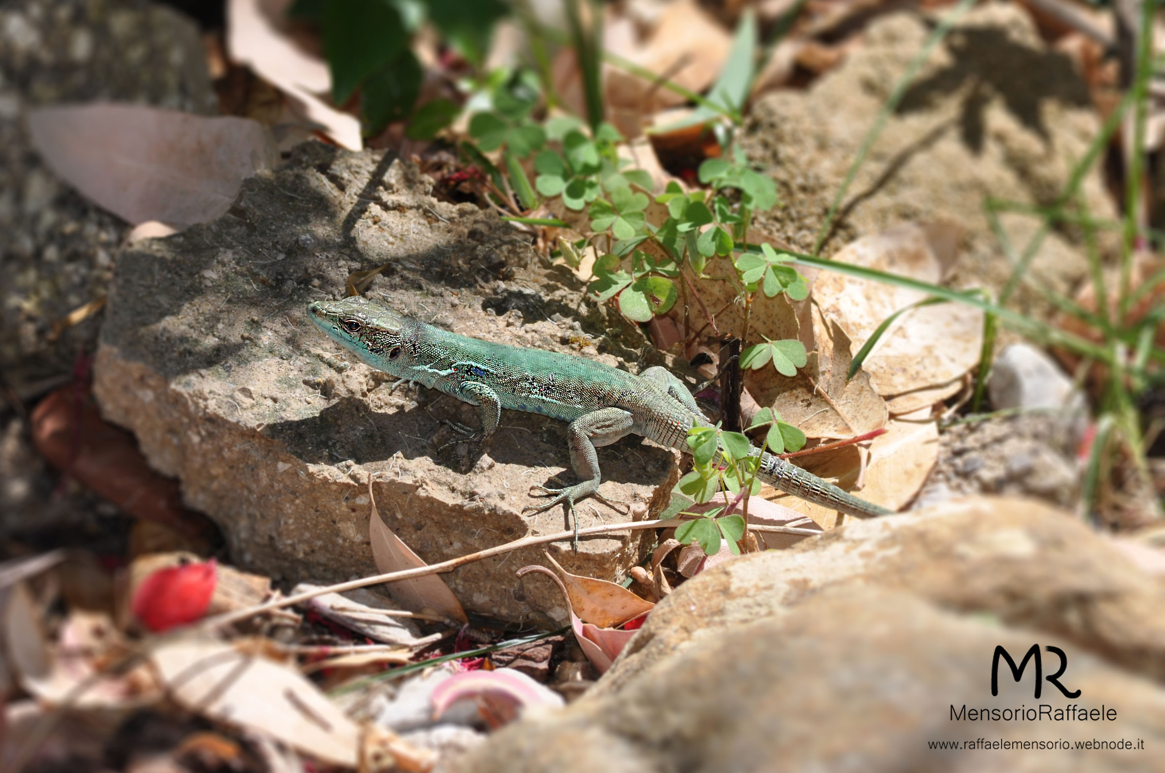 lizard, blends and "takes" the sun!