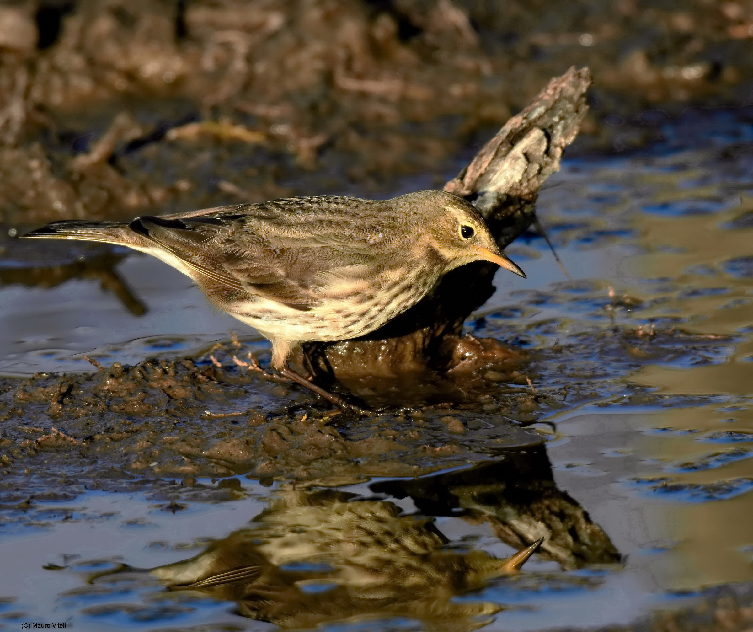 Pipit at sunset