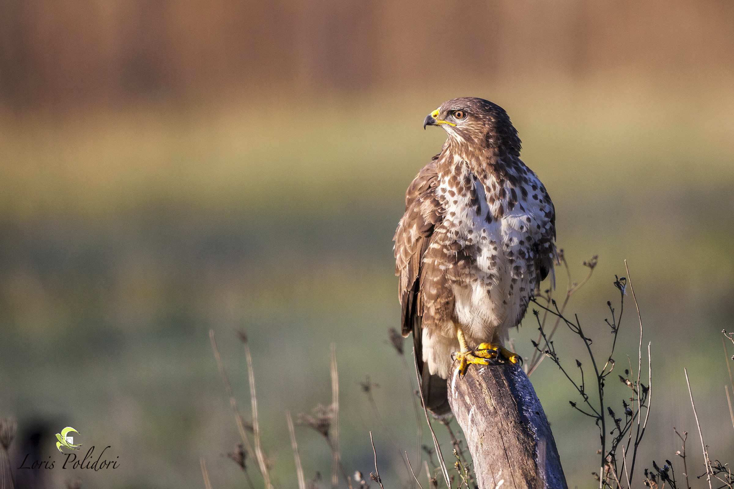 buzzard with austere sgardo