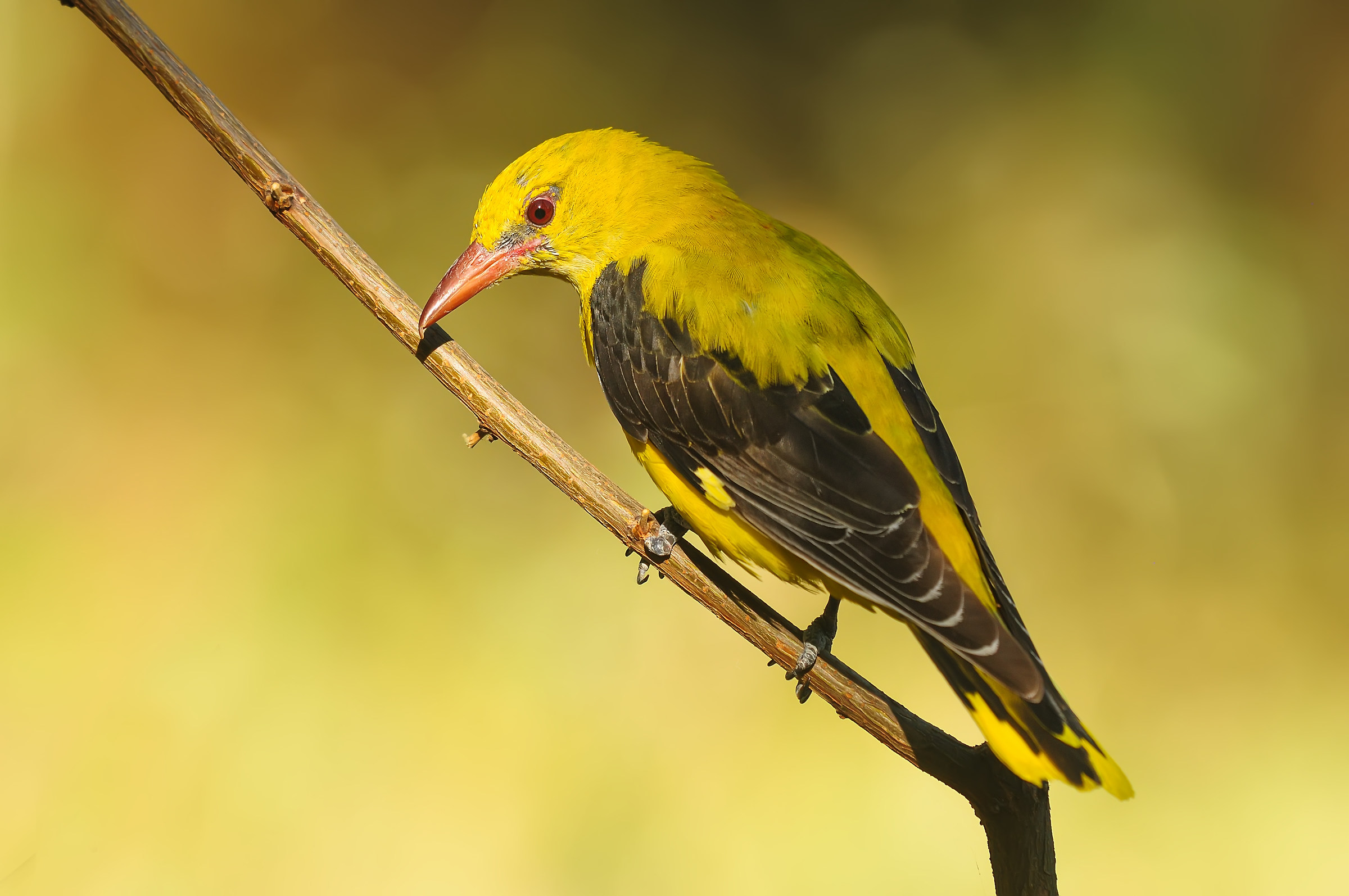 Oriolus oriolus » Golden oriole