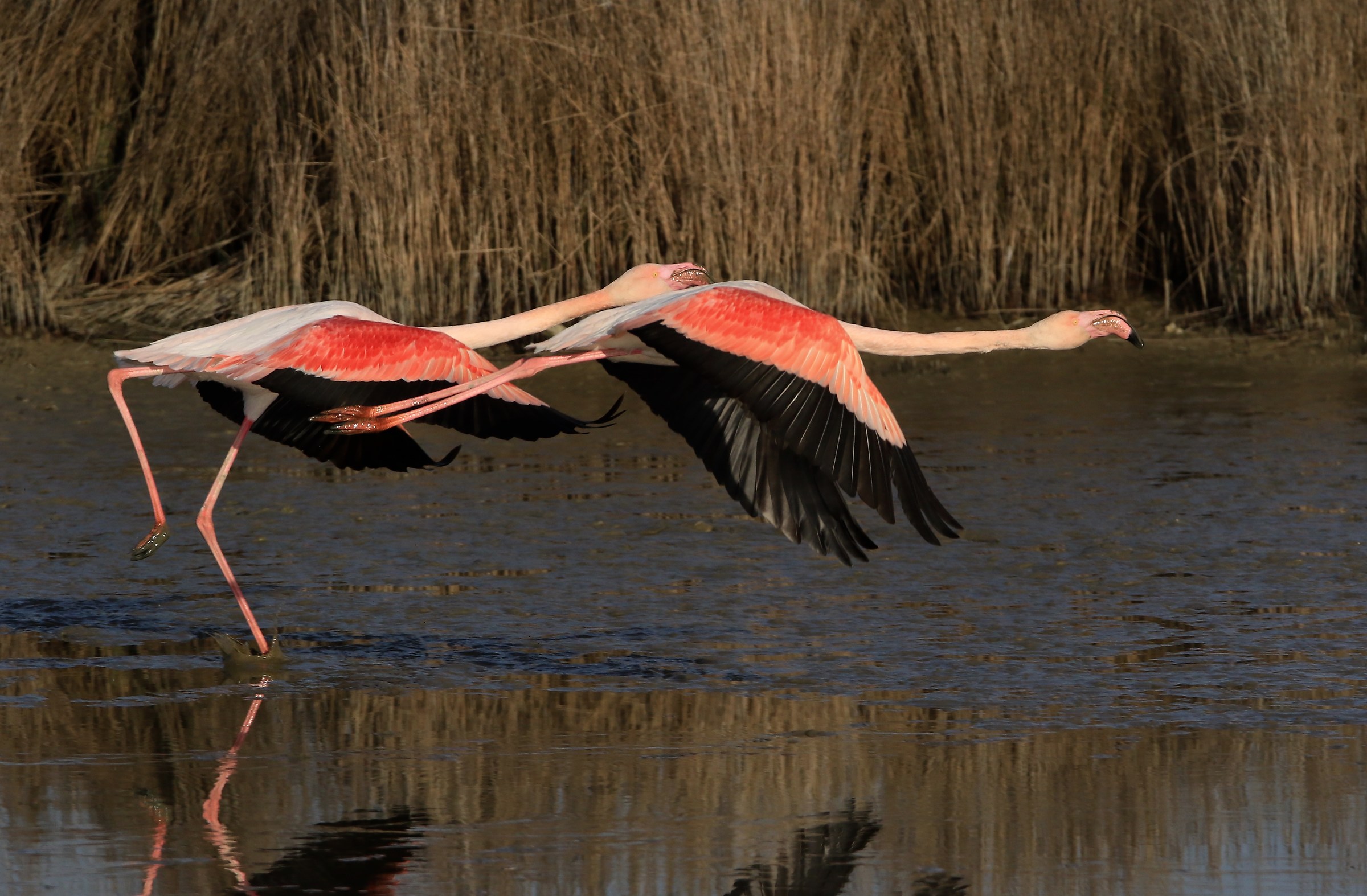 flamingos in flight