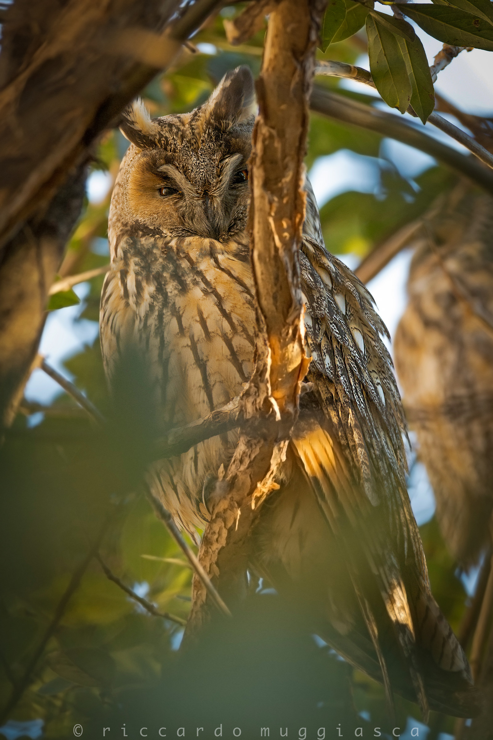 screech owl