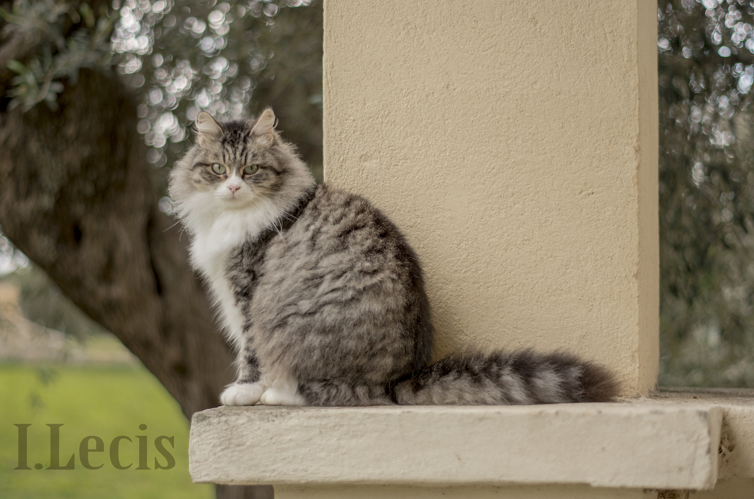 The garden of the king