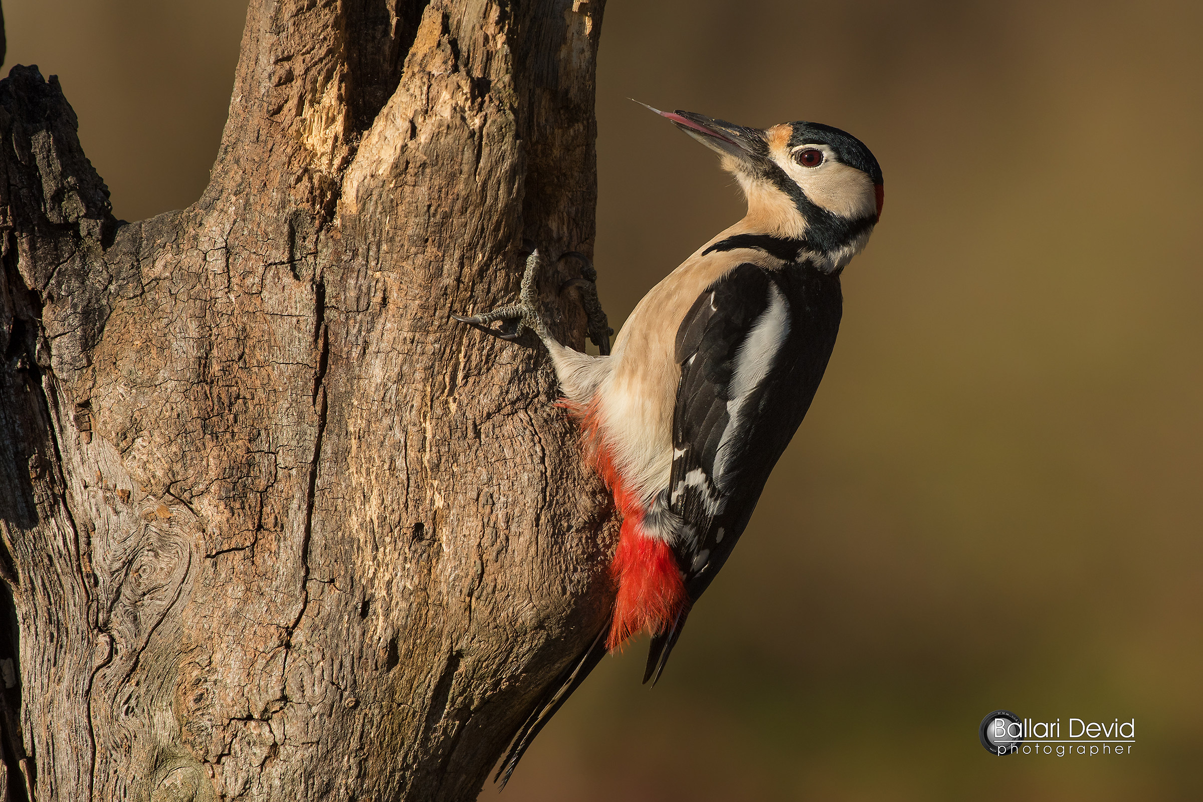 great spotted woodpecker