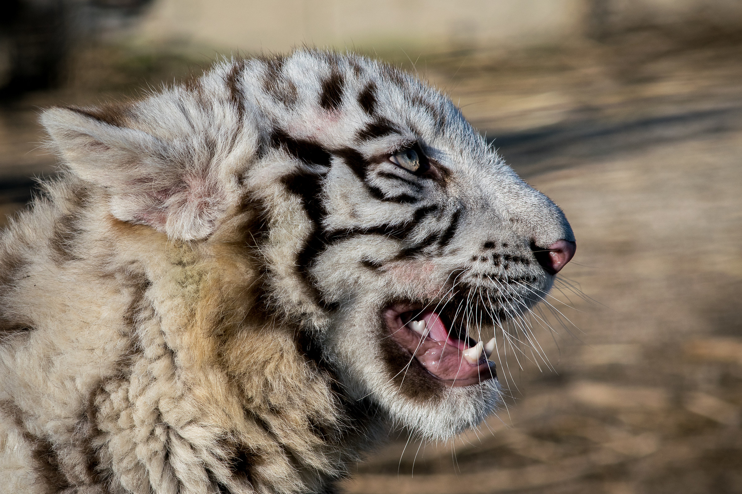 Captive ... but not bad