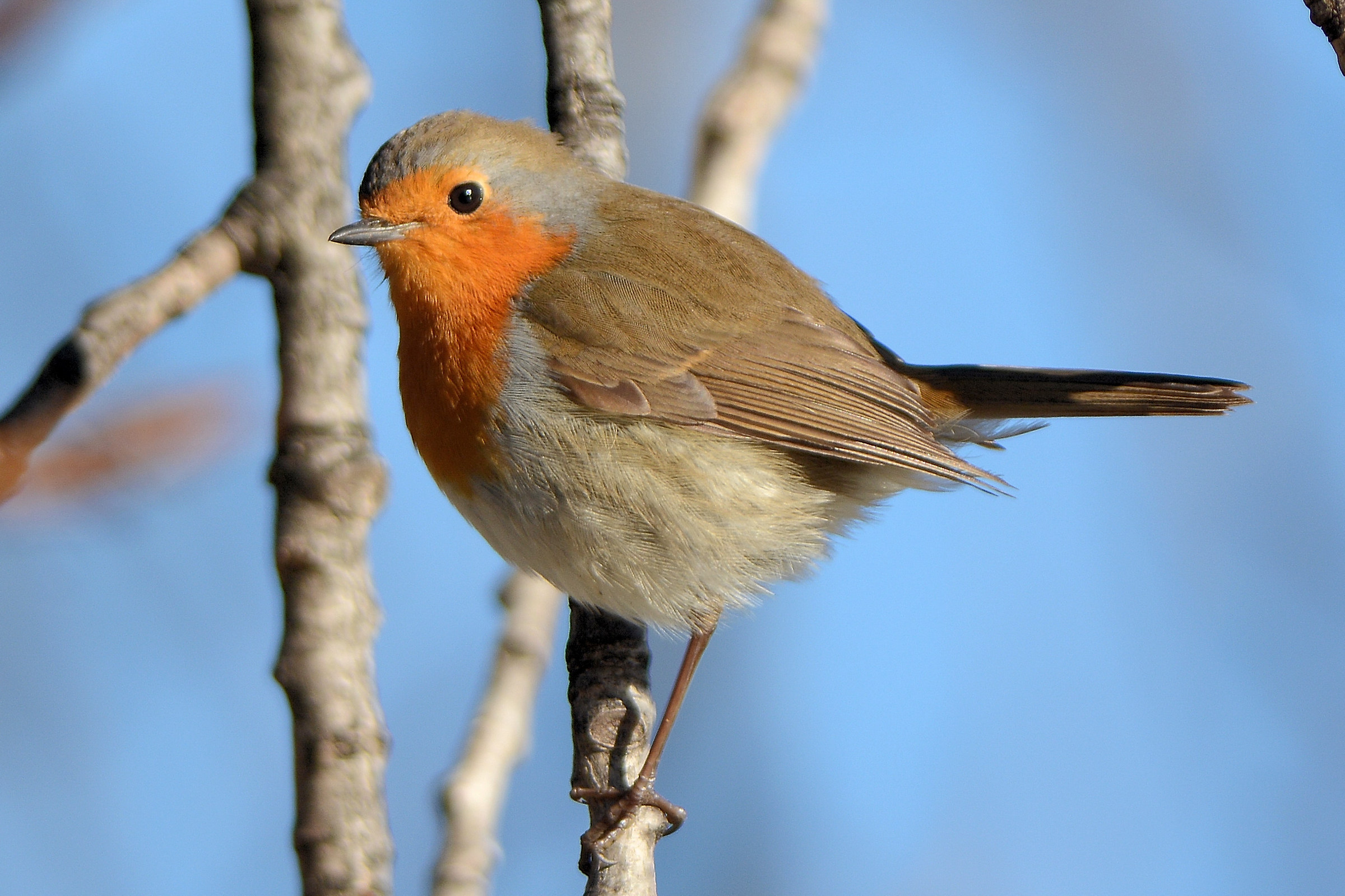 Robin