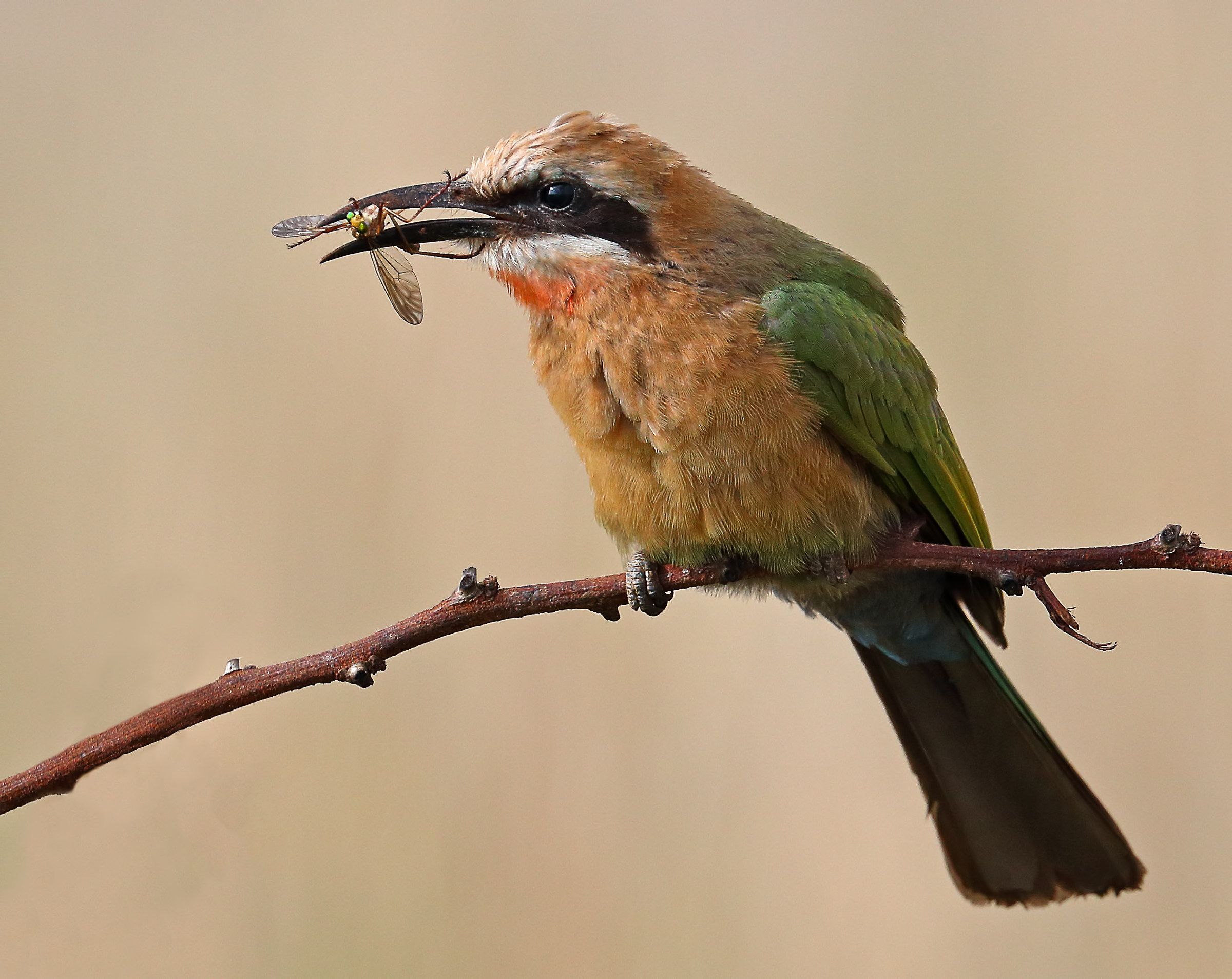 Bee Eater 2