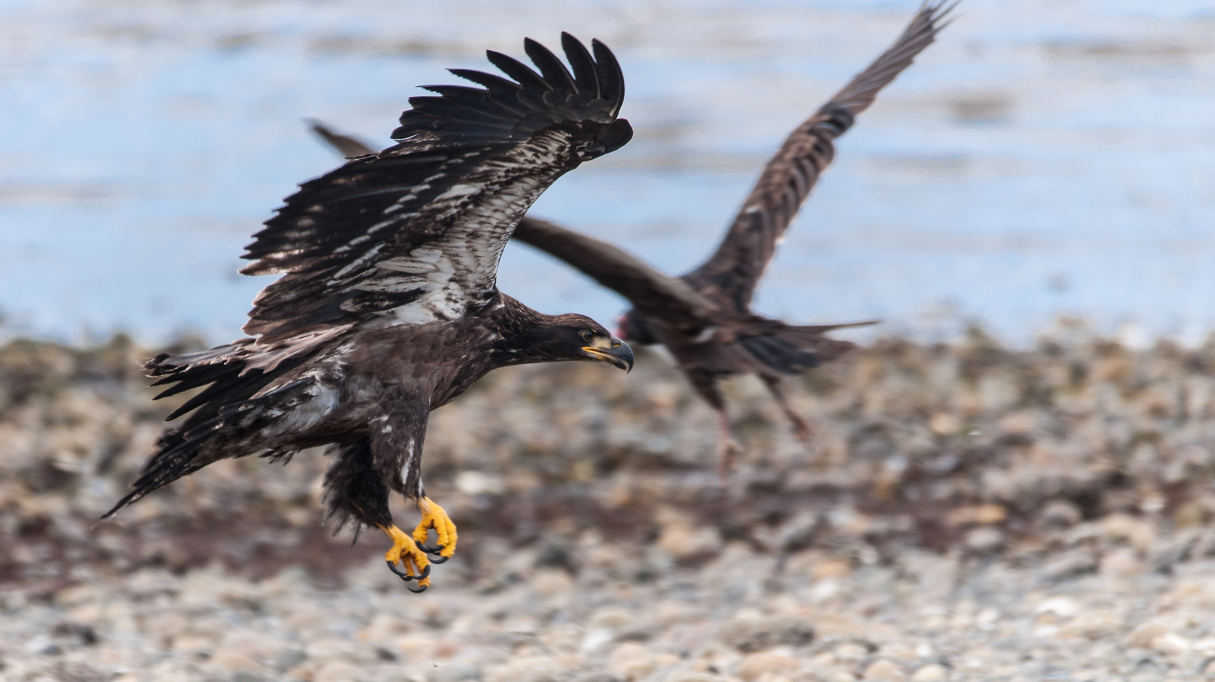 Aquilotti che giocano