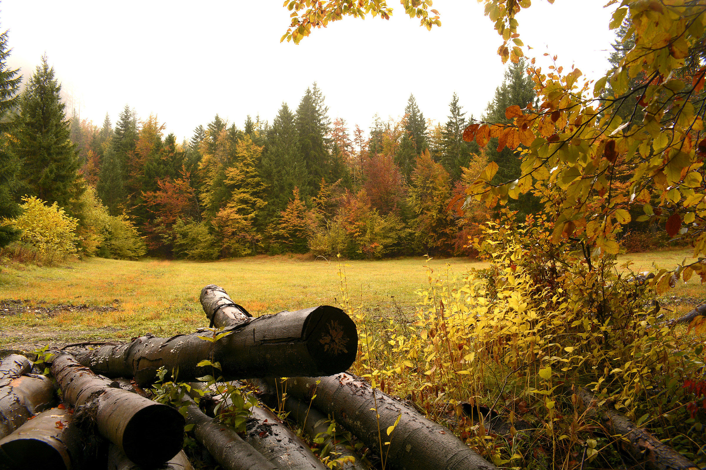 colors of the forest