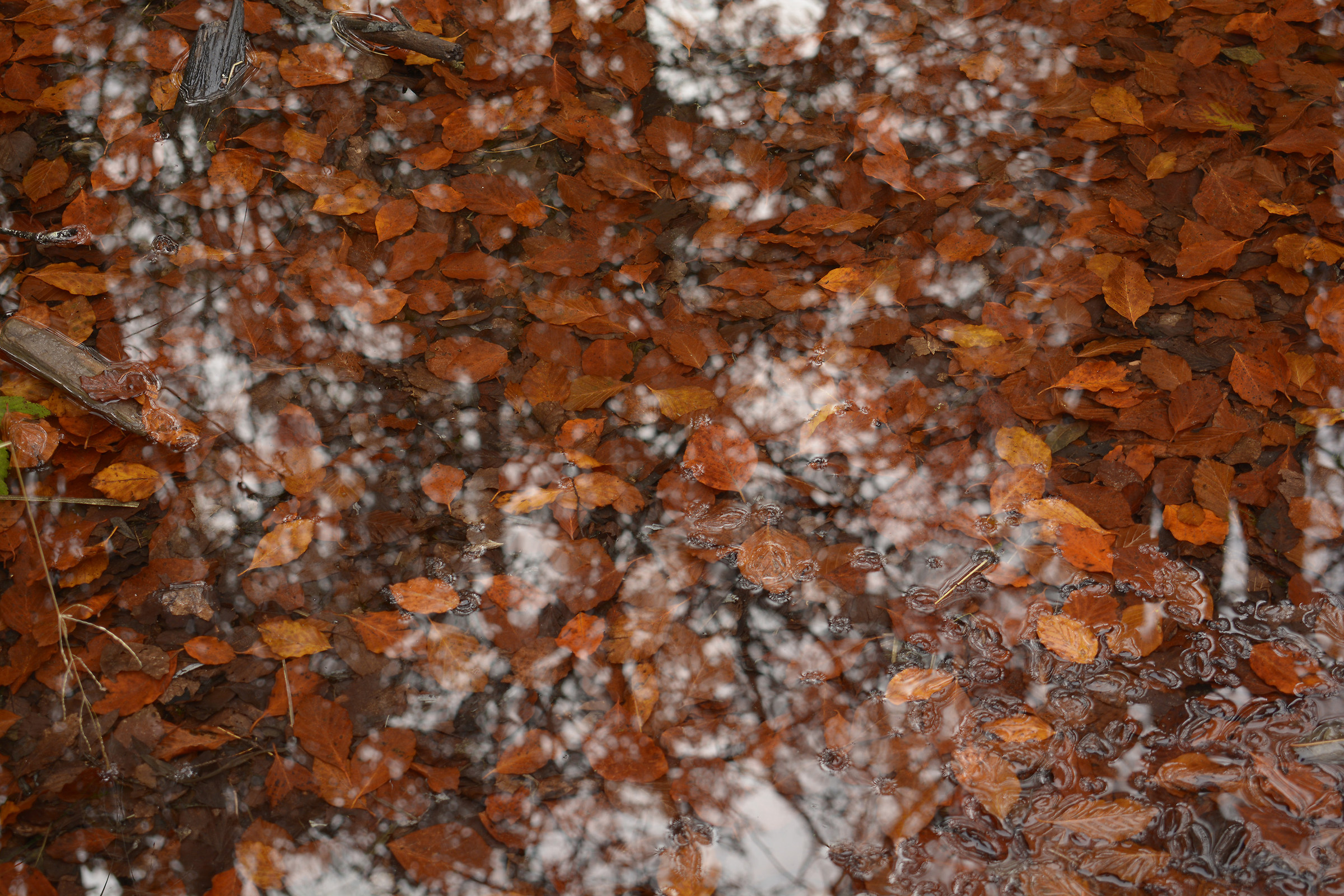 The leaves before and after