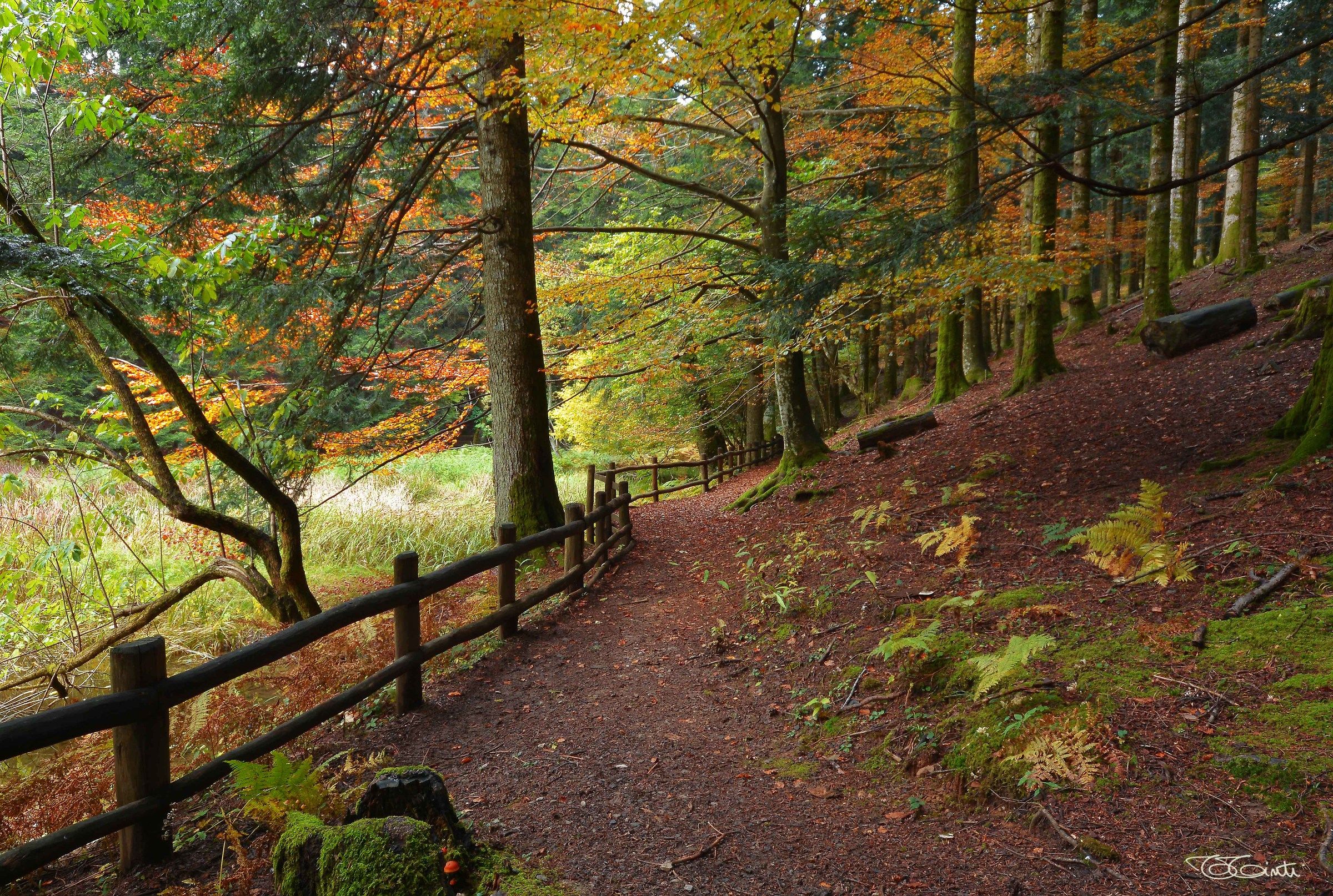 Autunno nel Parco Nazionale delle Foreste Casentinesi
