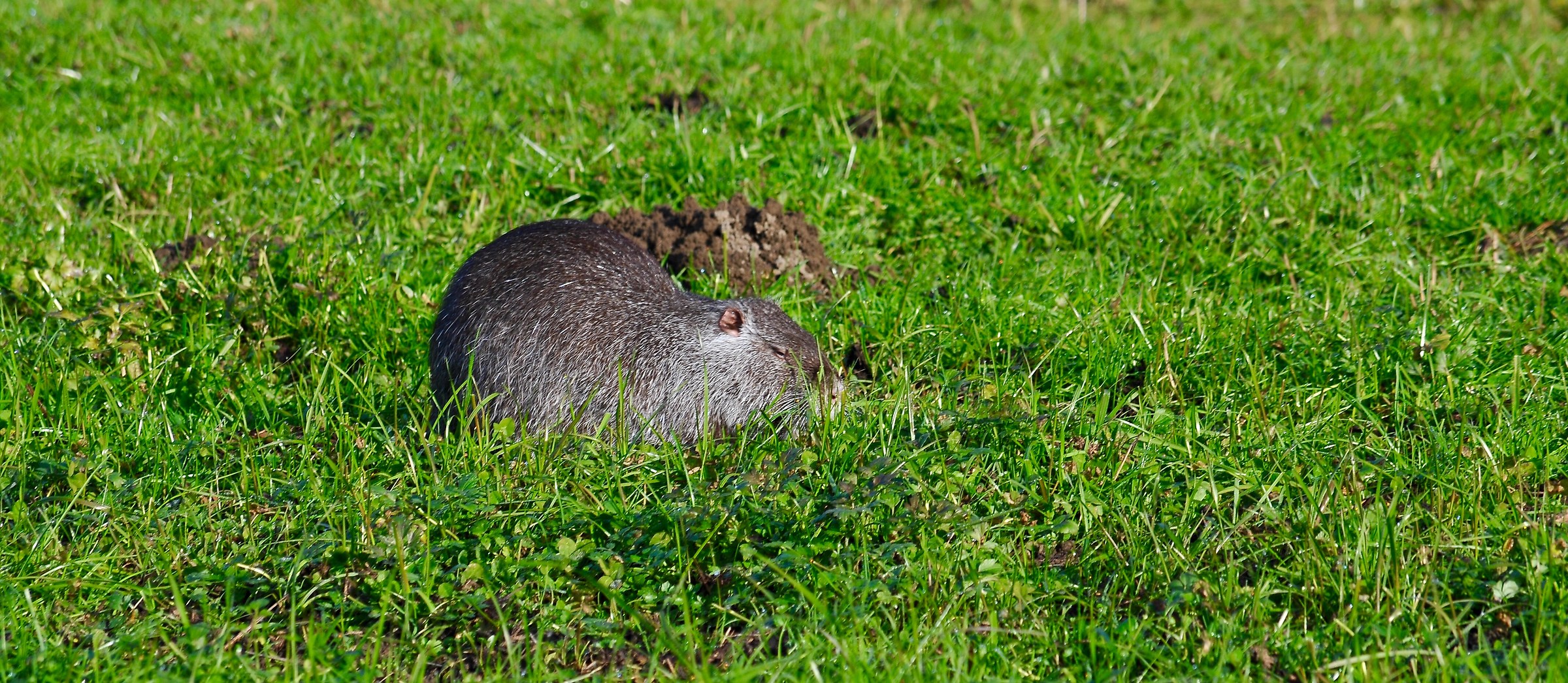 Nutria