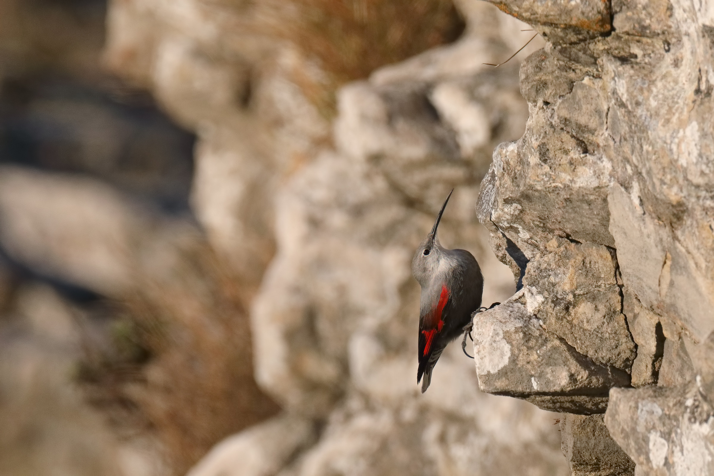 wallcreeper