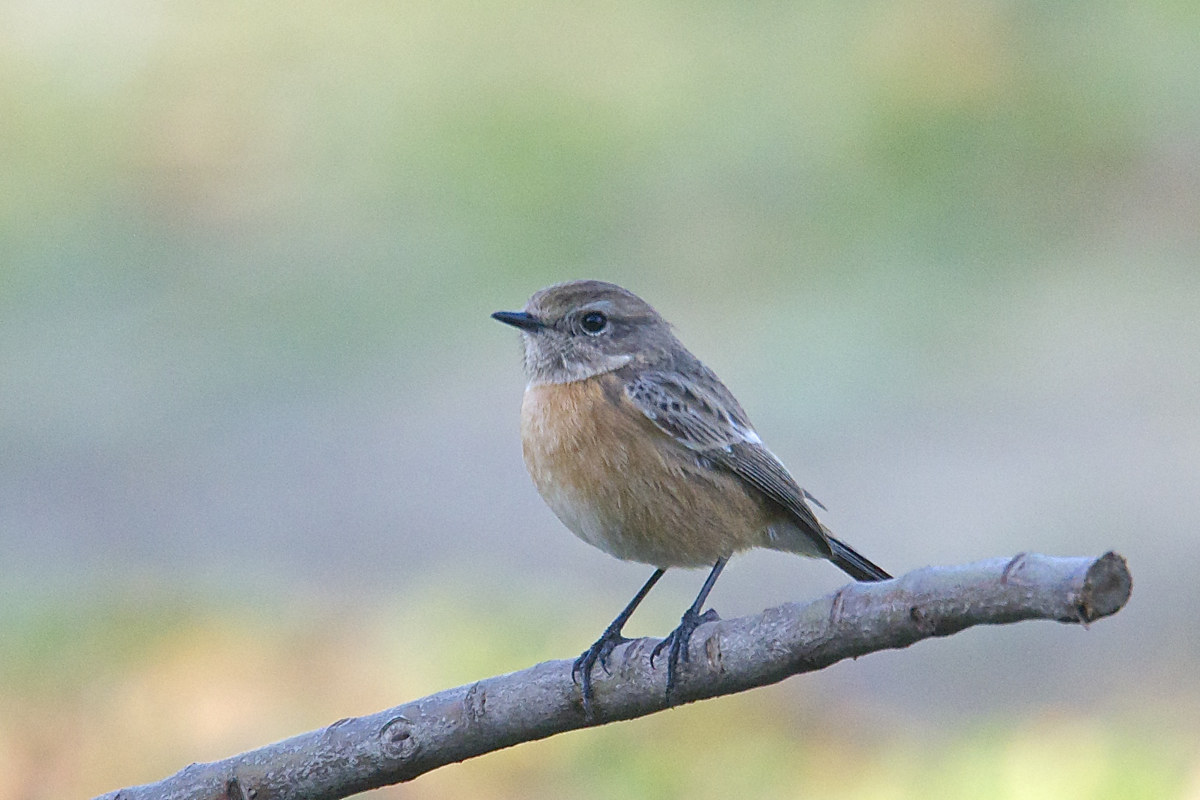 Saltimpalo (femmina)