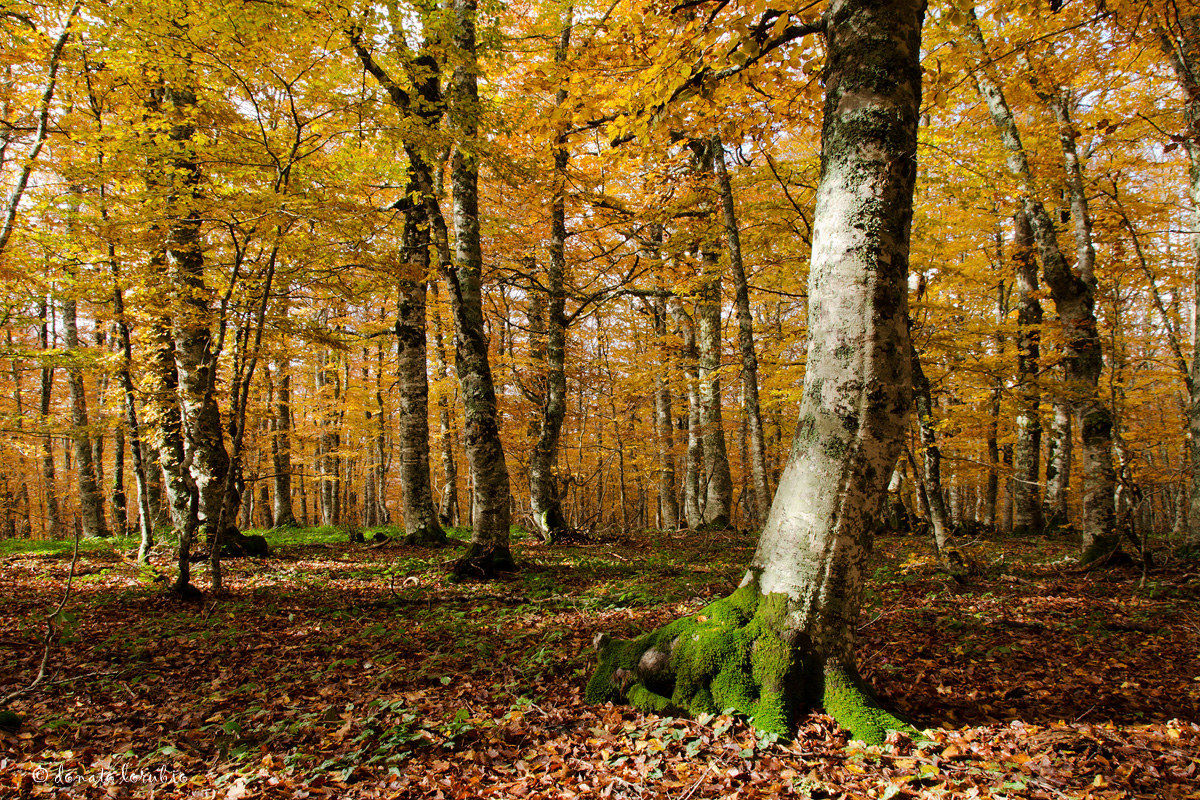 beech wood autumn