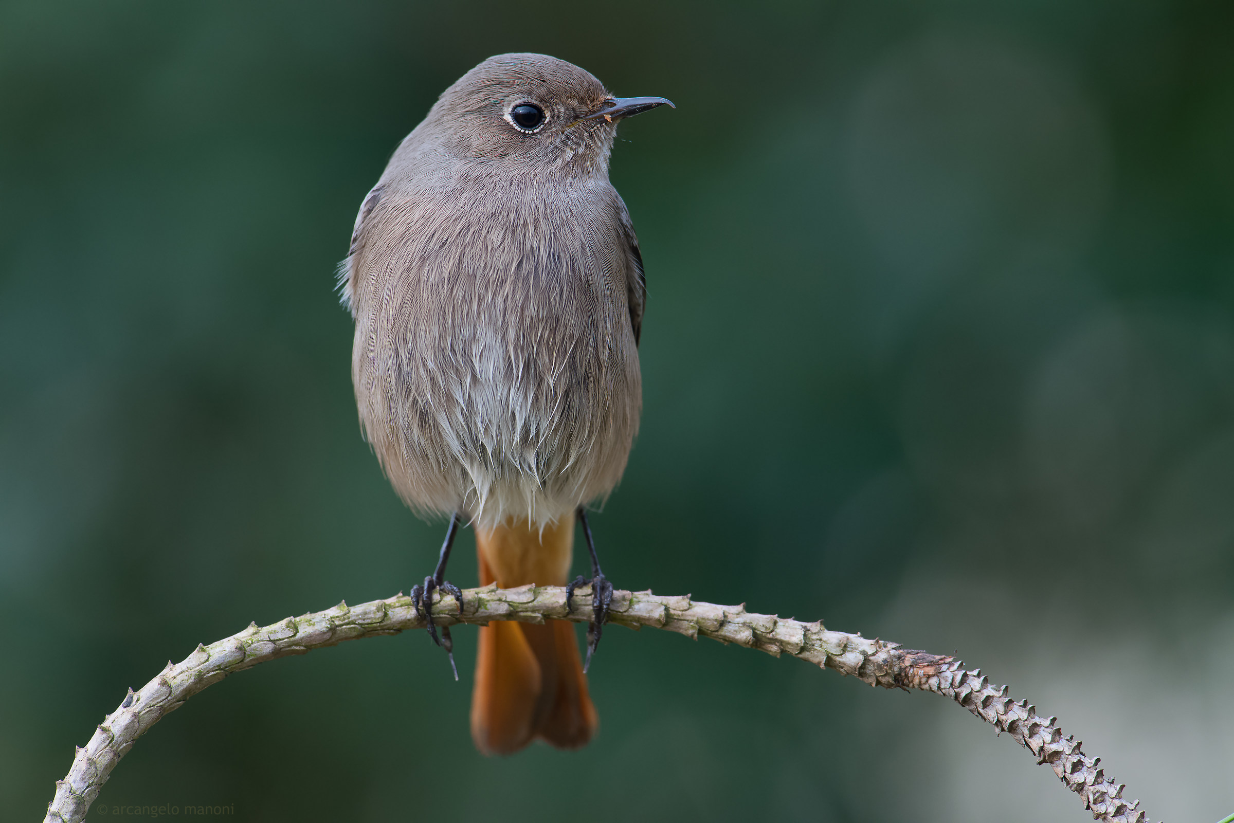 L'occhio vigile del codirosso spazzacamino