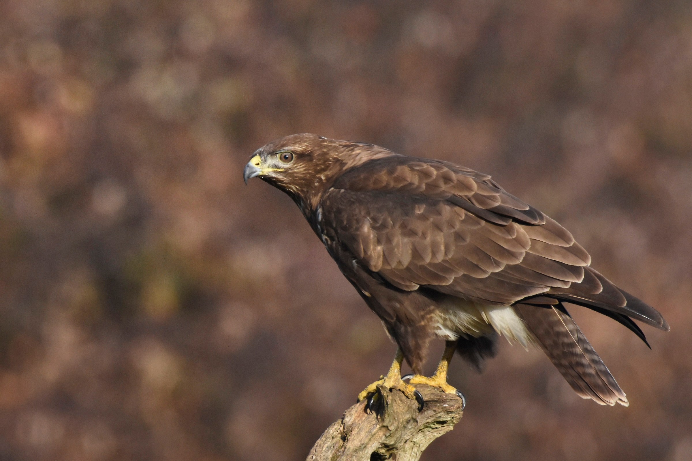 Portrait of buzzard ...
